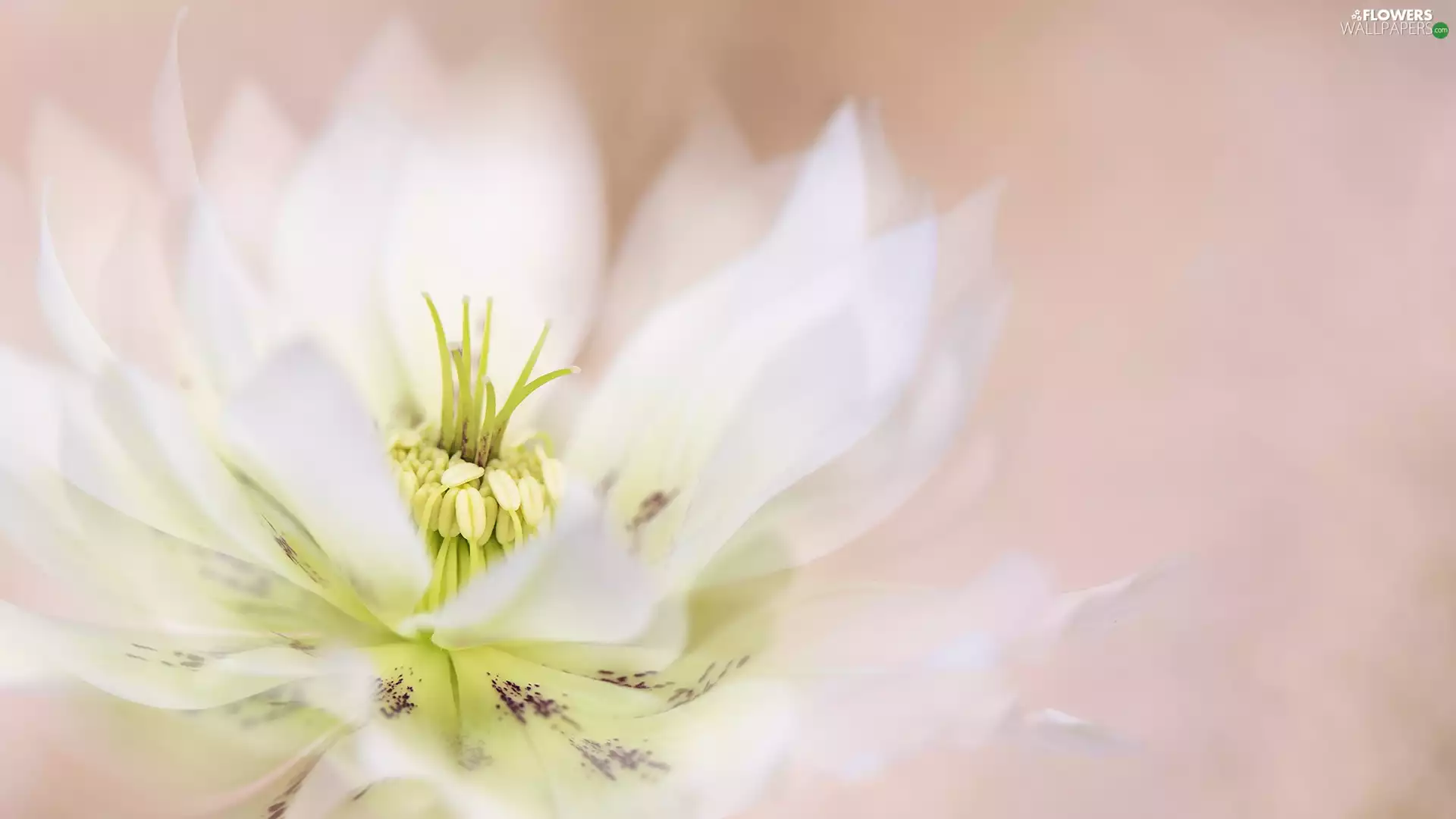 White, Nigella, Close, Colourfull Flowers