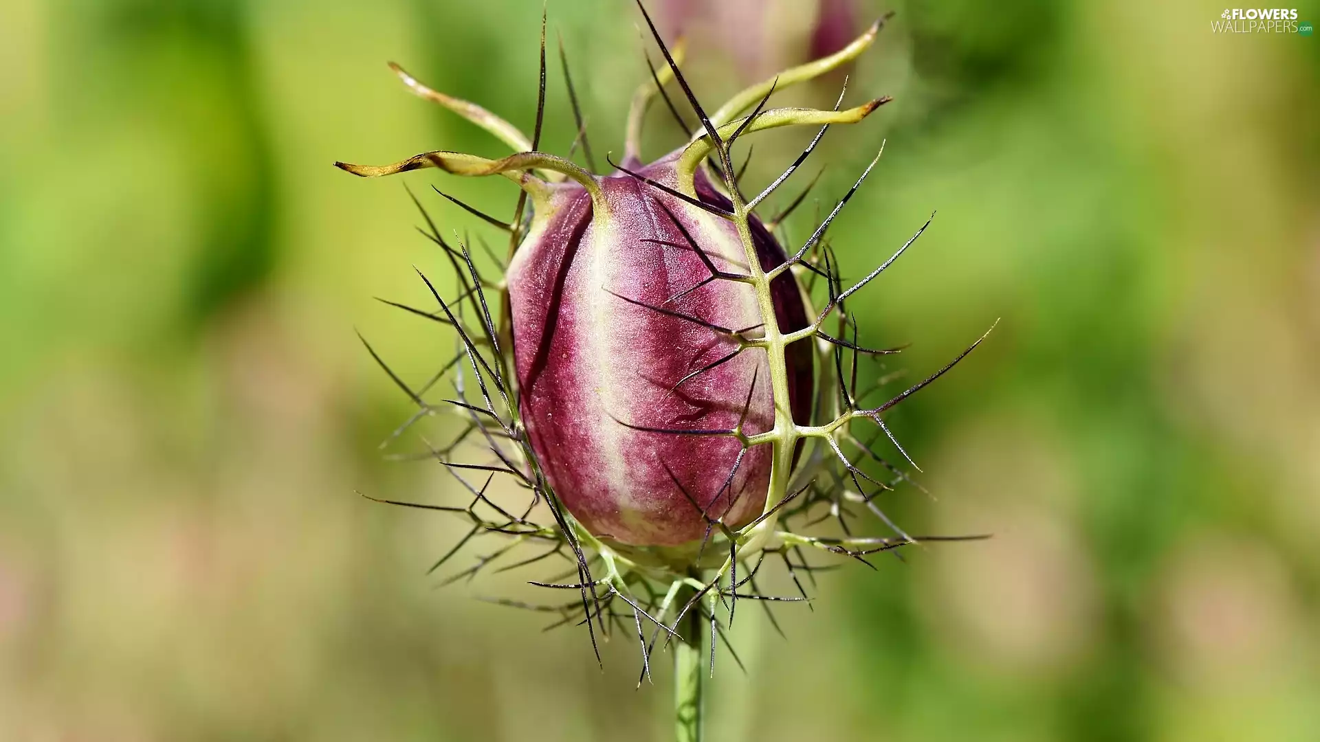 rapprochement, Colourfull Flowers, Nigella
