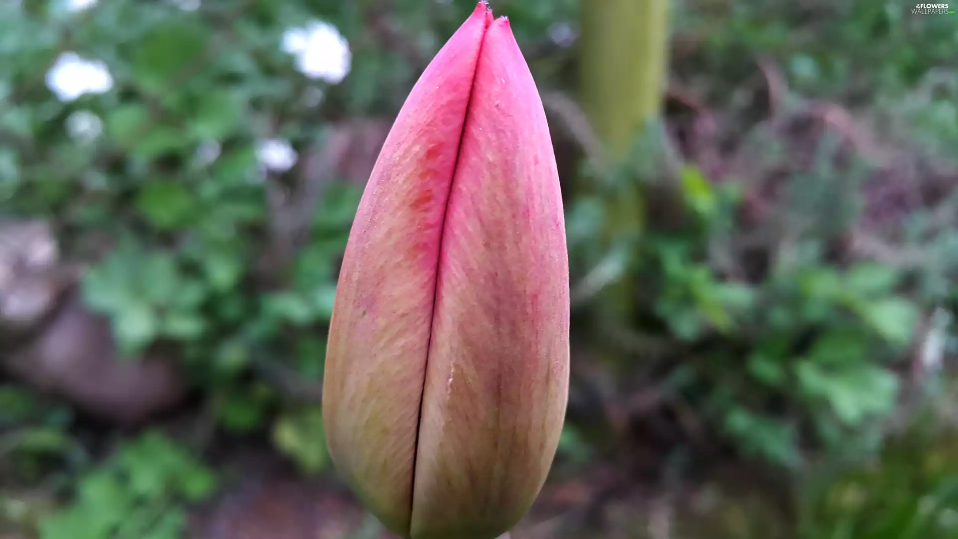 Non-Blooming, tulip