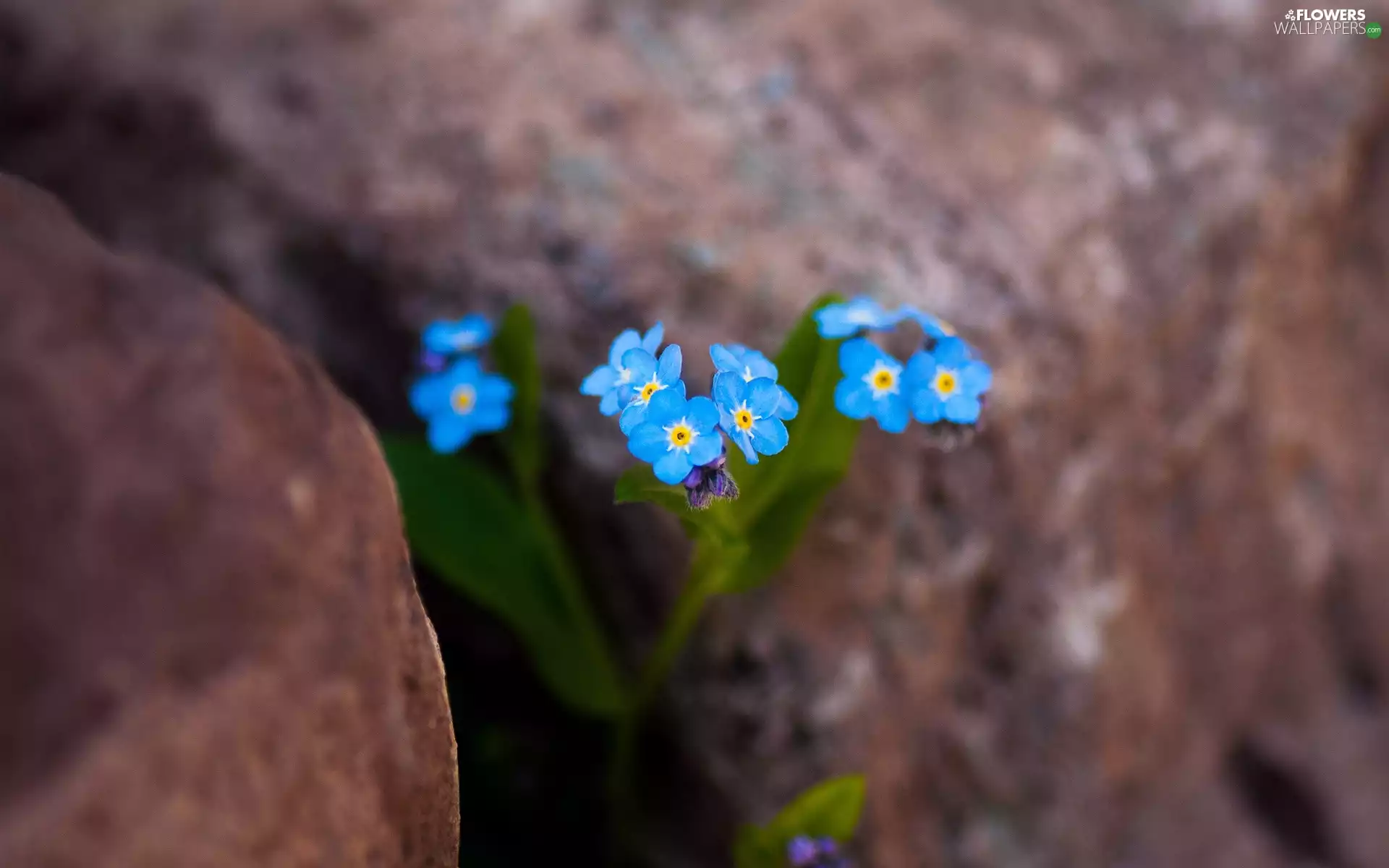 Blue, forget-me-not