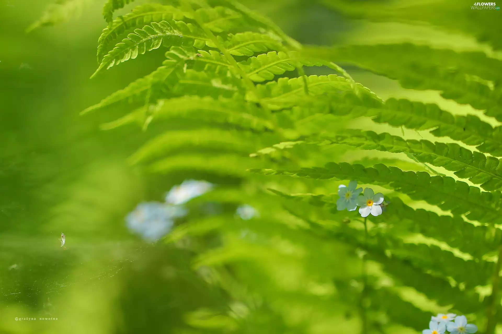fern, forget-me-not