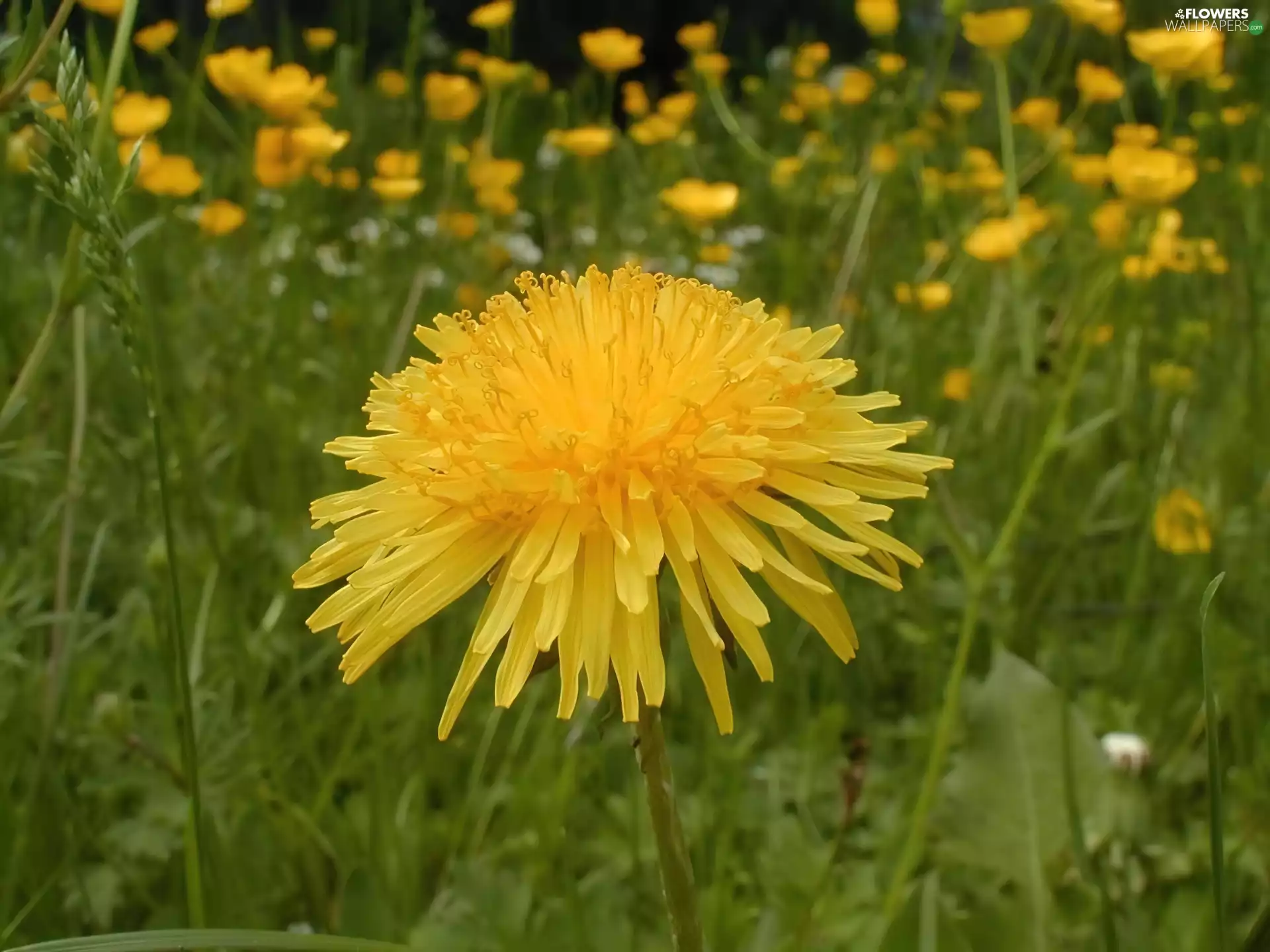 common, Colourfull Flowers, nun
