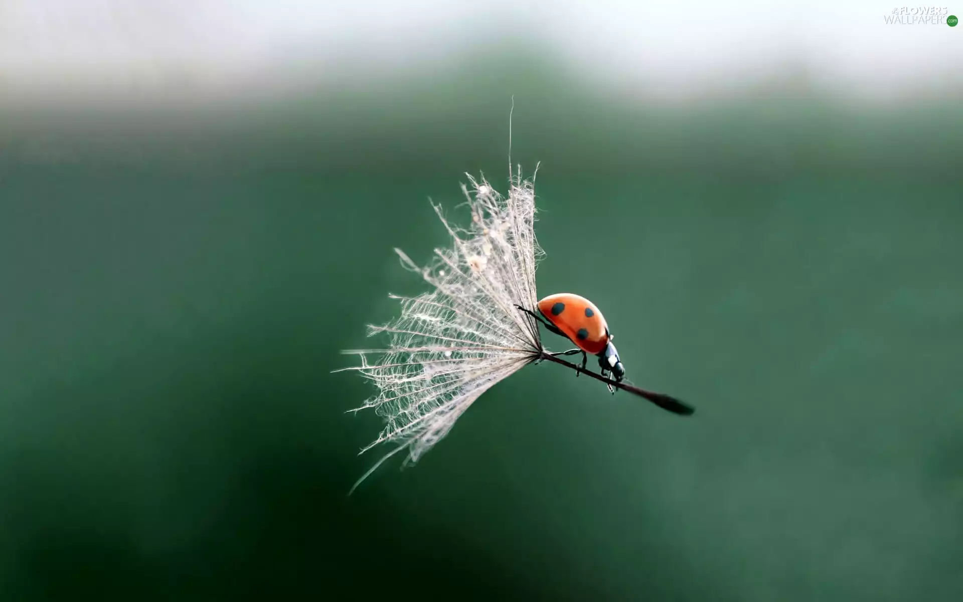 nun, ladybird, fruit
