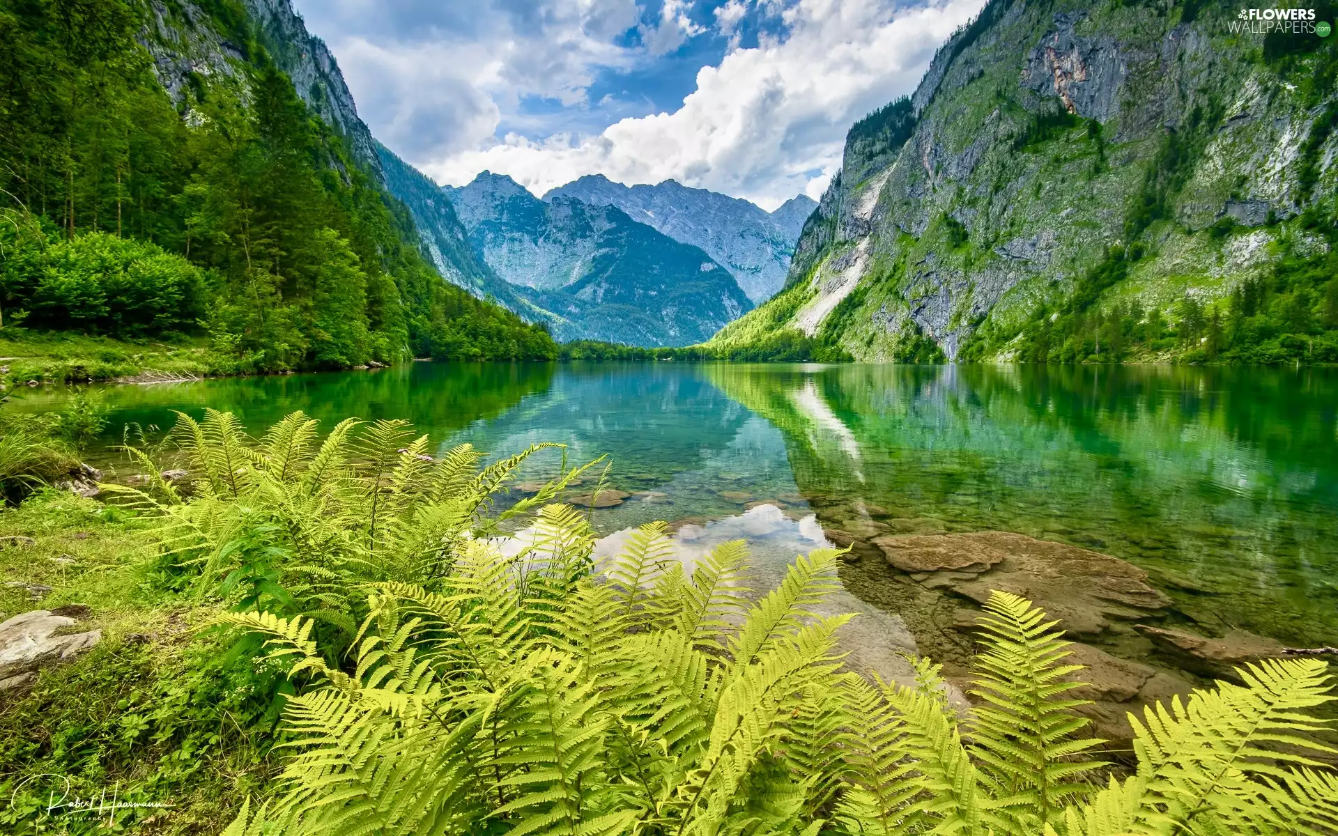 Mountains, Berchtesgaden National Park, Alps, trees, Bavaria, Germany, fern, Obersee Lake, viewes