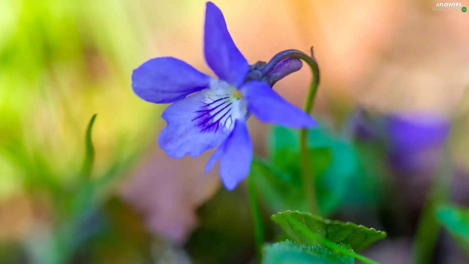 Colourfull Flowers, Viola odorata, Leaf, blue