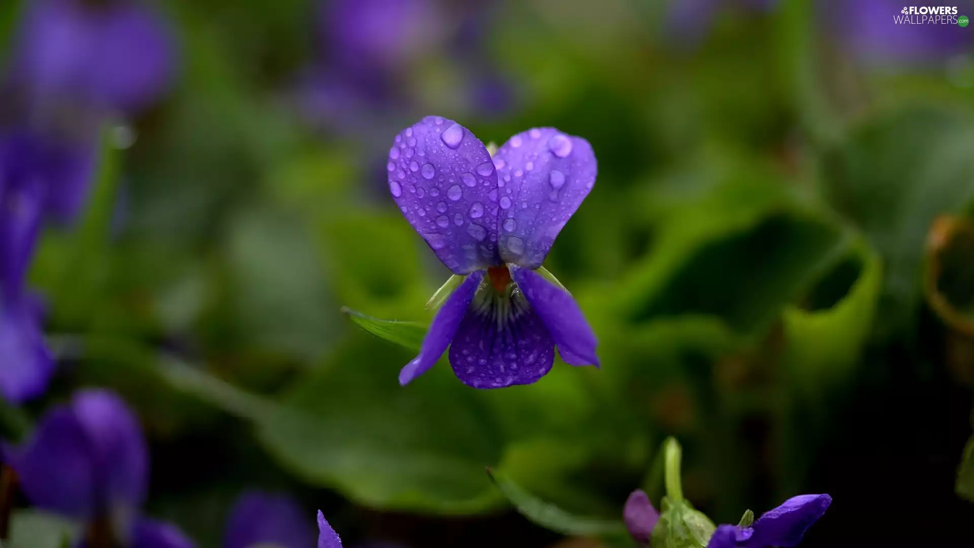 Colourfull Flowers, Viola odorata