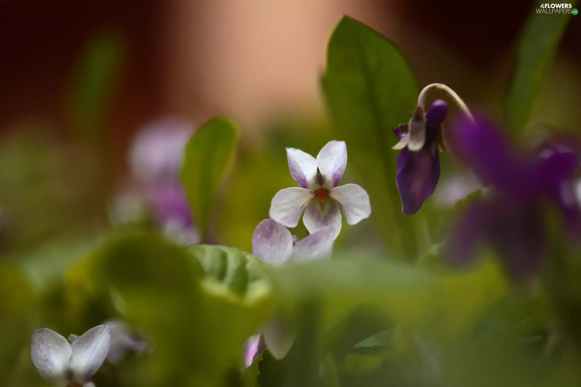 blurry background, Viola odorata, Colourfull Flowers