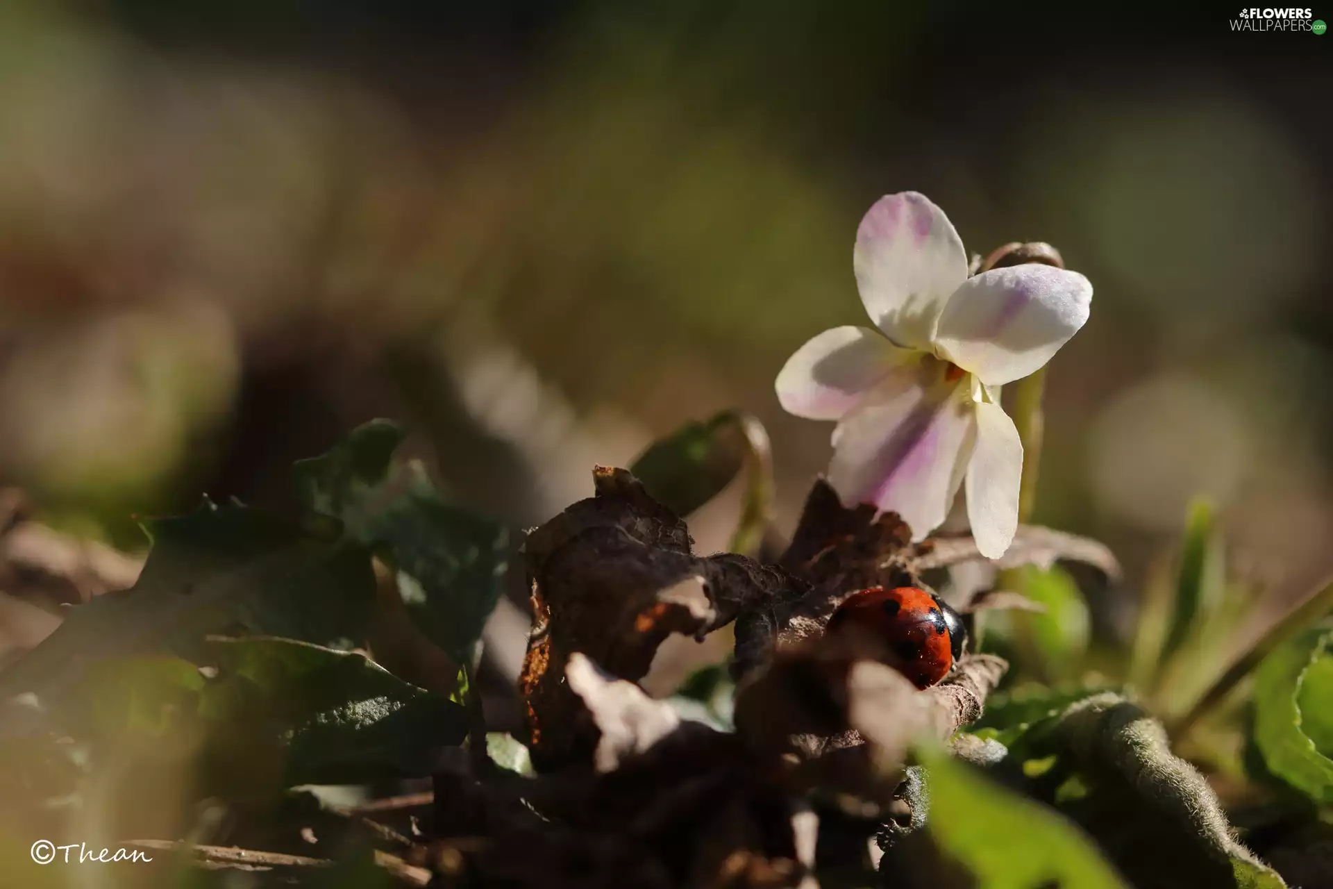 ladybird, White, Viola odorata