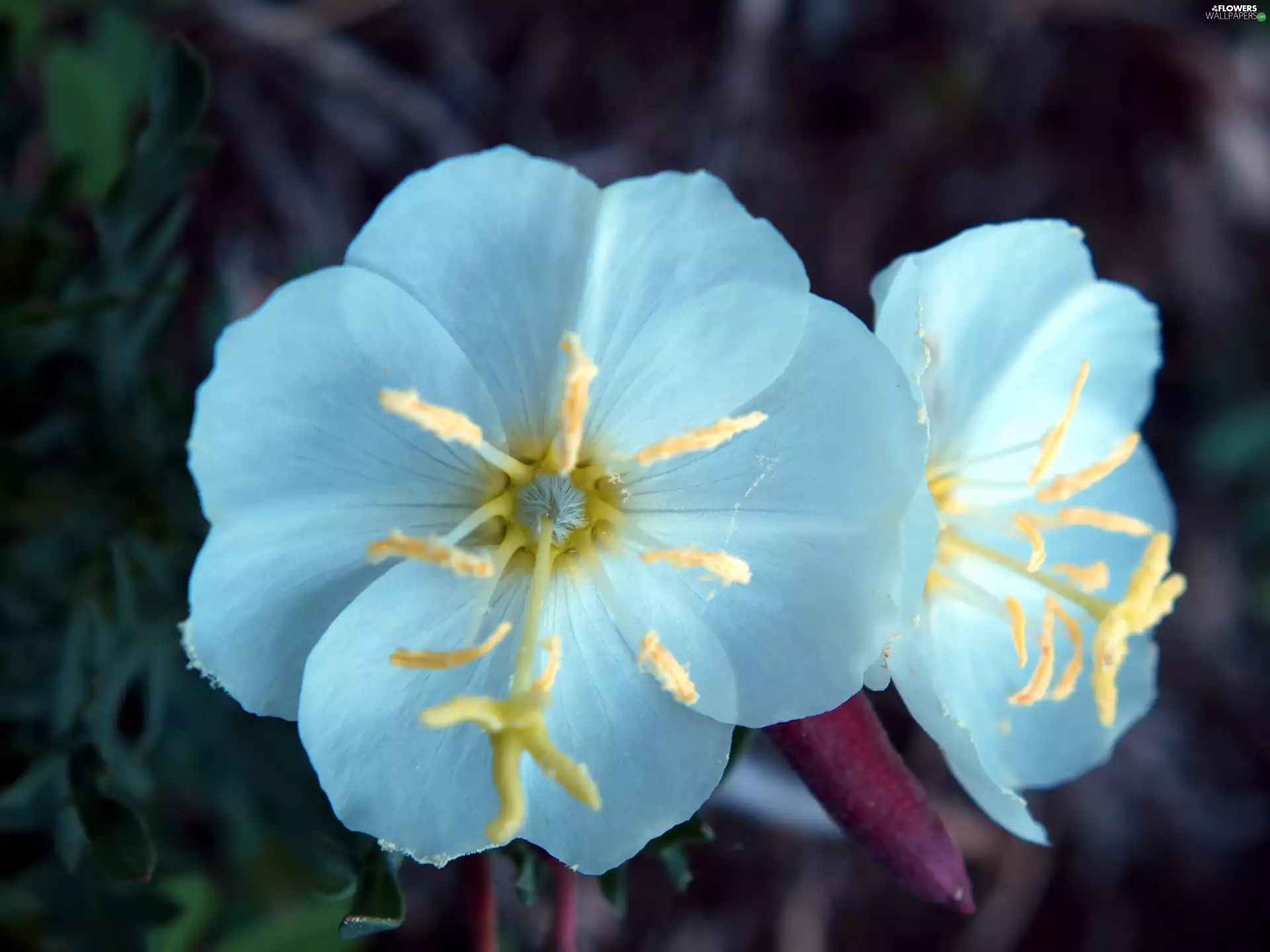 Oenothera albicaulis