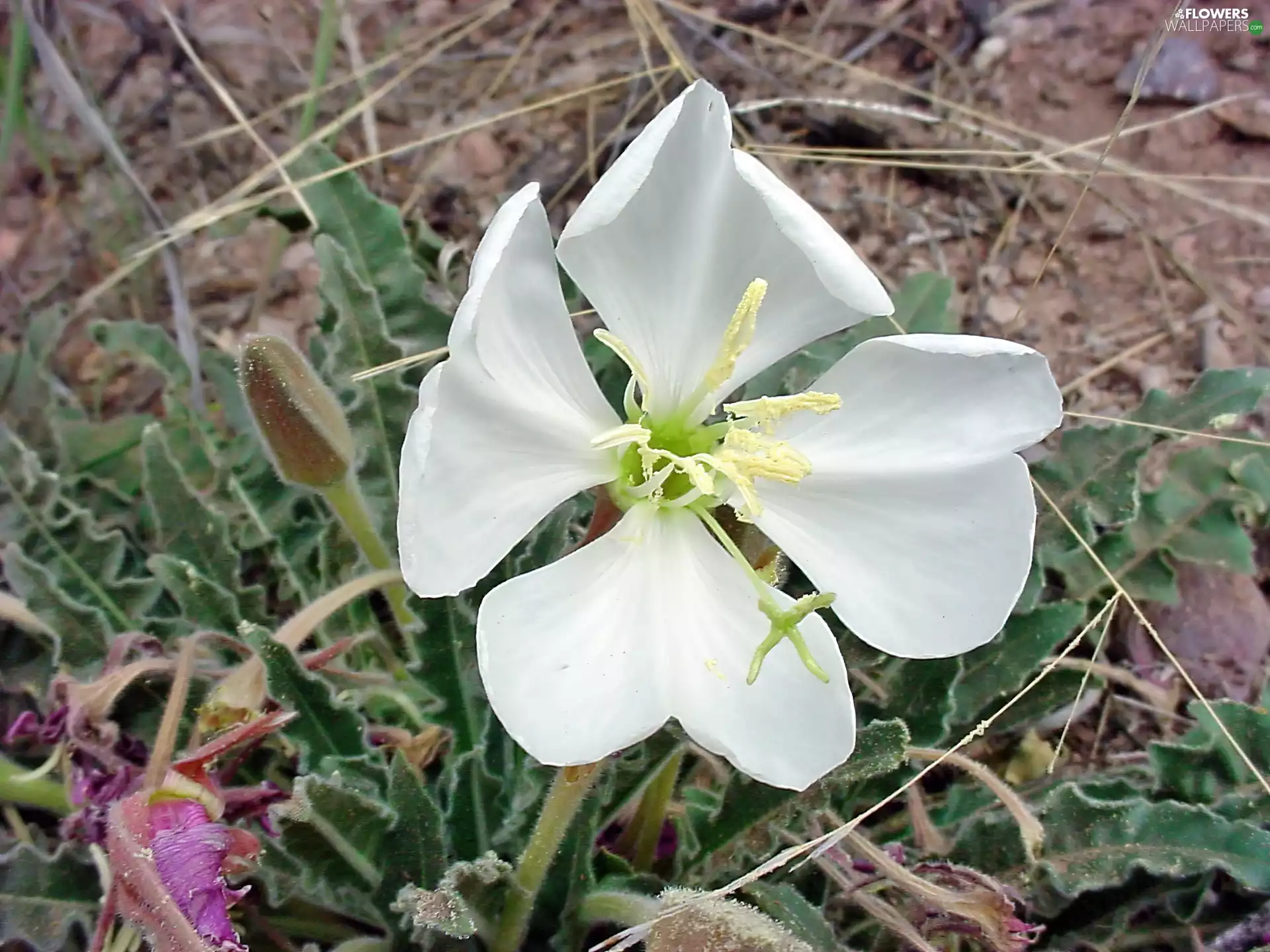 Oenothera