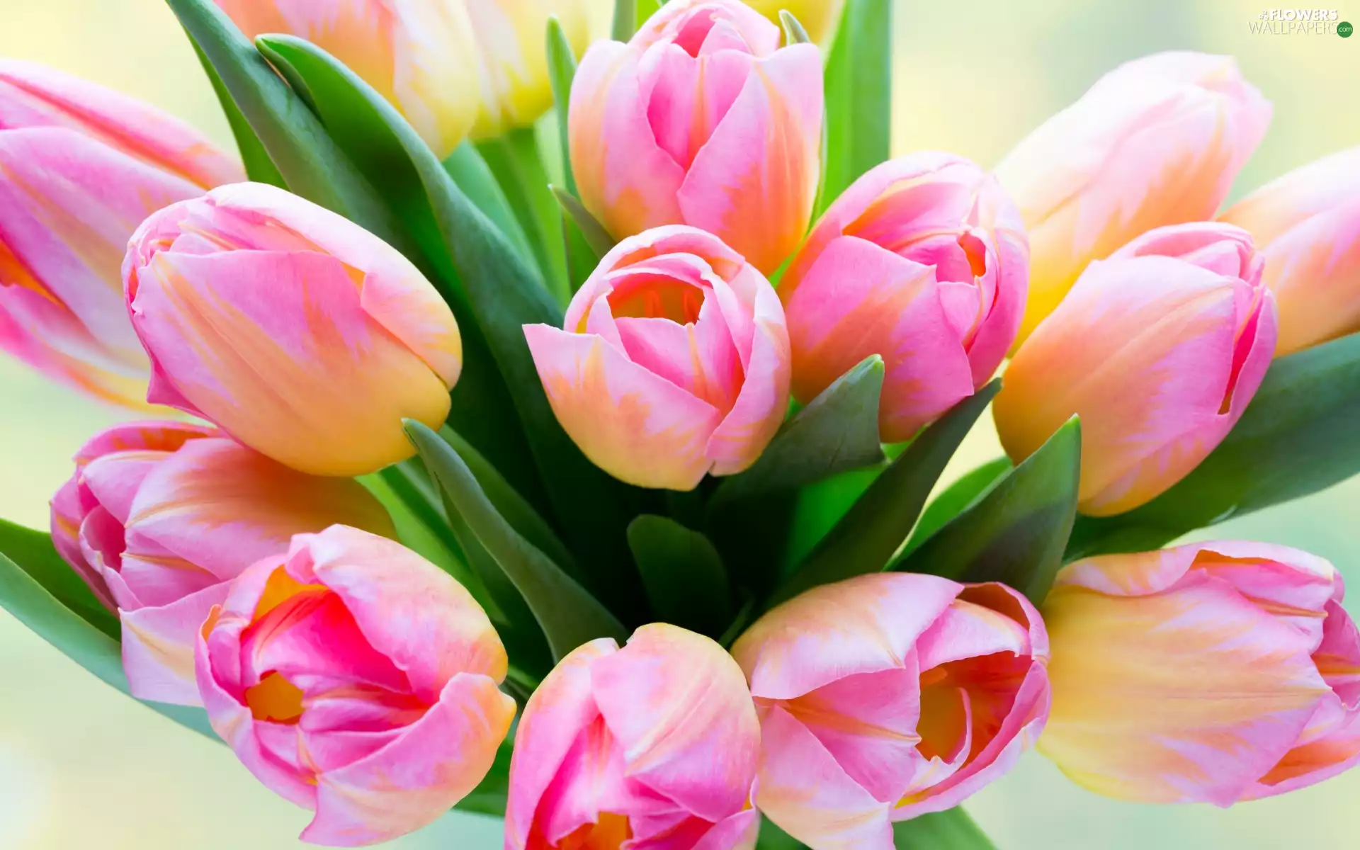 Bouquet of Flowers, Flowers, Tulips