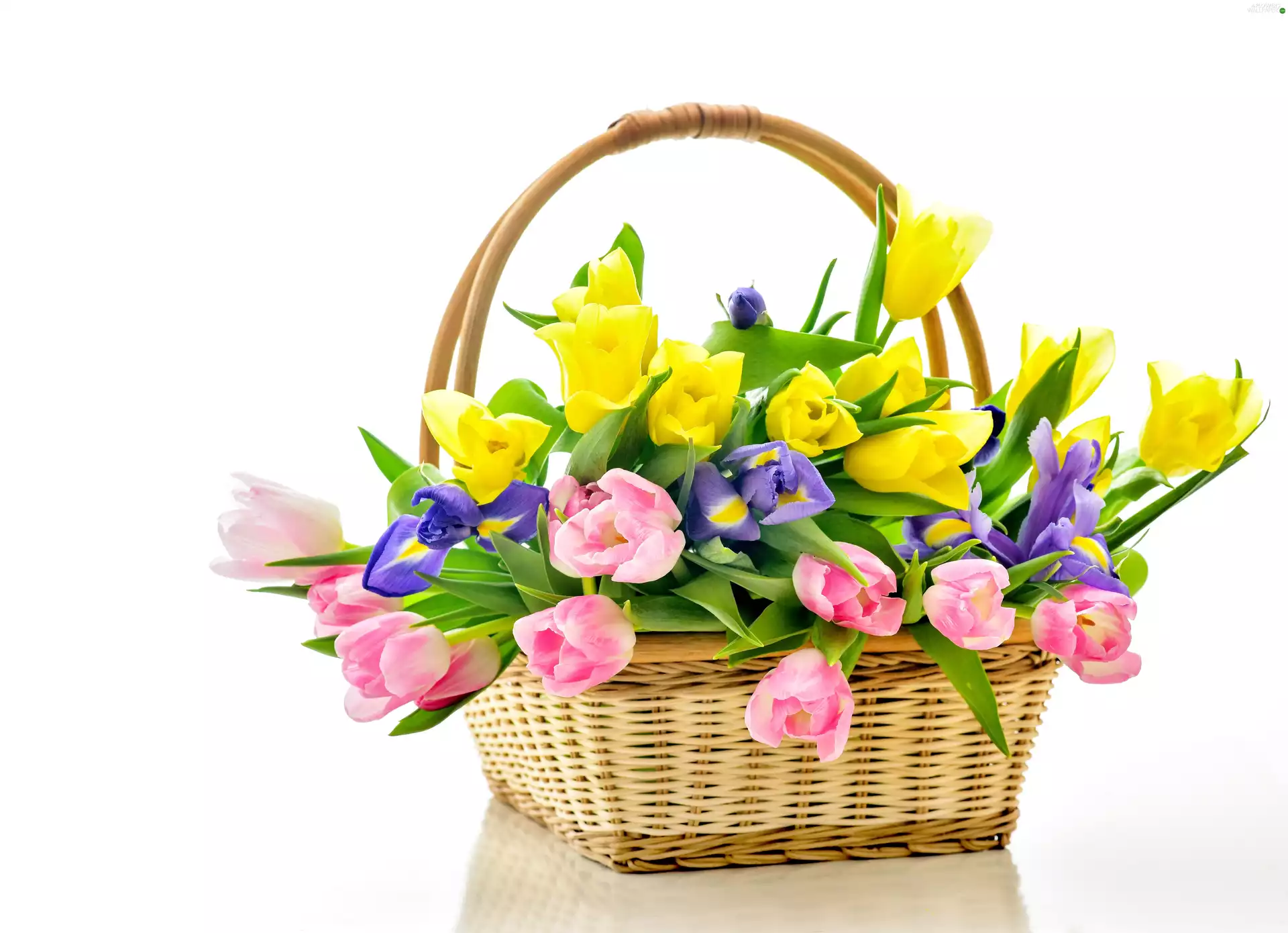 Tulips, basket, Bouquet of Flowers, Irises