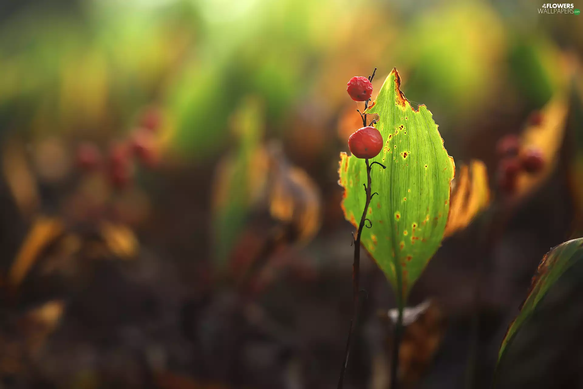 leaf, Fruits, lily of the Valley, Red