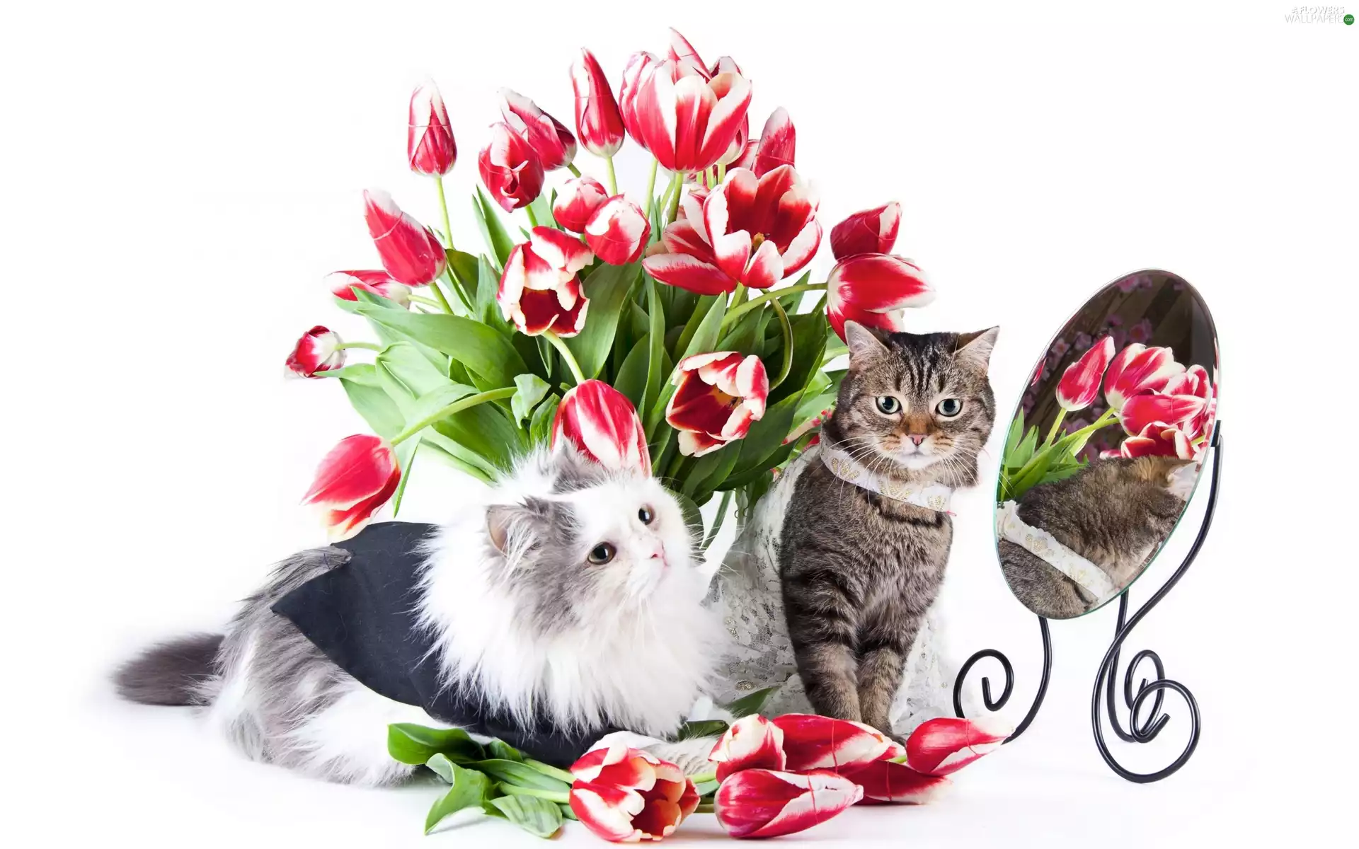 cats, Flowers, Bouquet of Flowers, Mirror