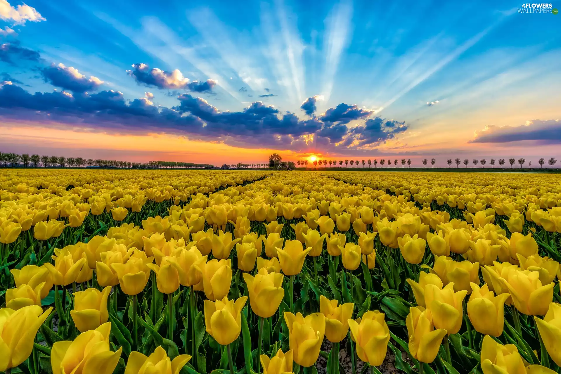 Yellow, Field, rays of the Sun, Tulips