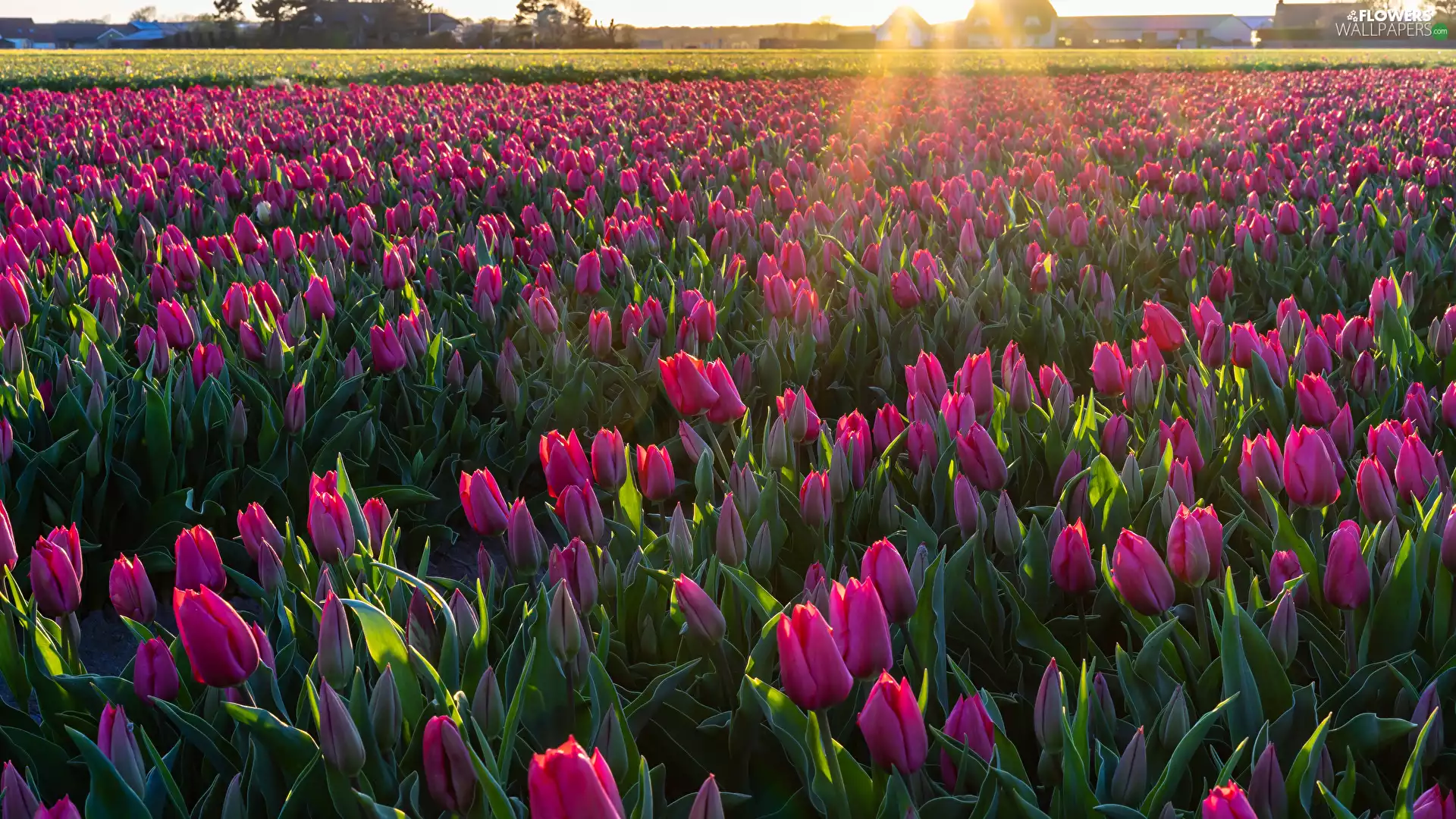 Field, plantation, rays of the Sun, Tulips