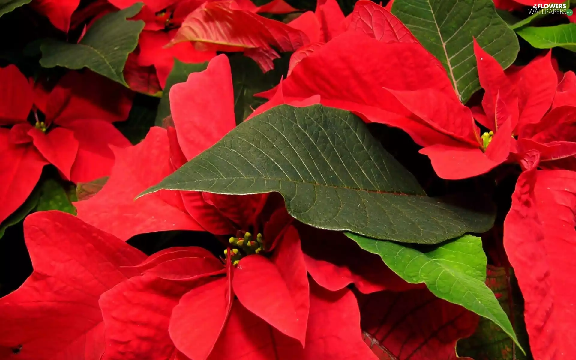 Flowers, Leaf, star of Bethlehem, Red
