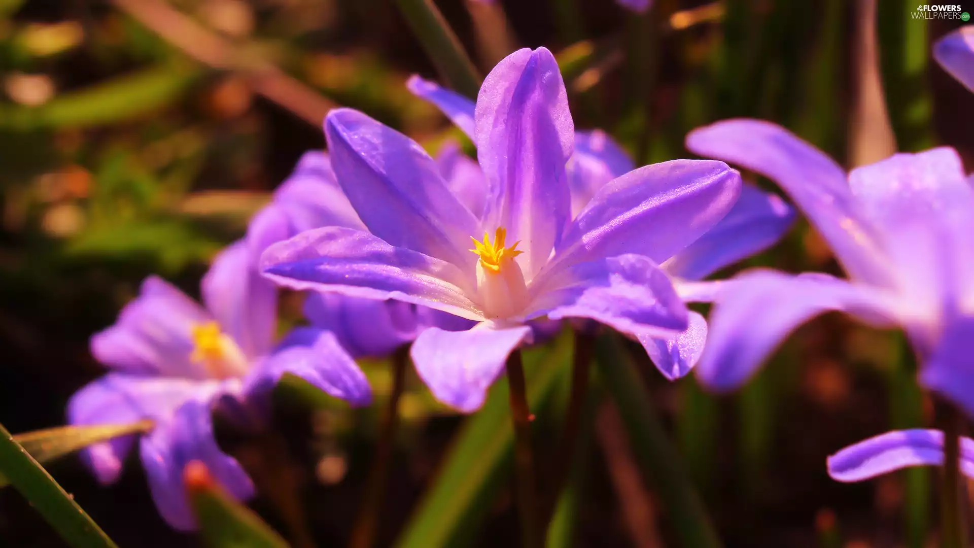 rapprochement, purple, Glory of the Snow