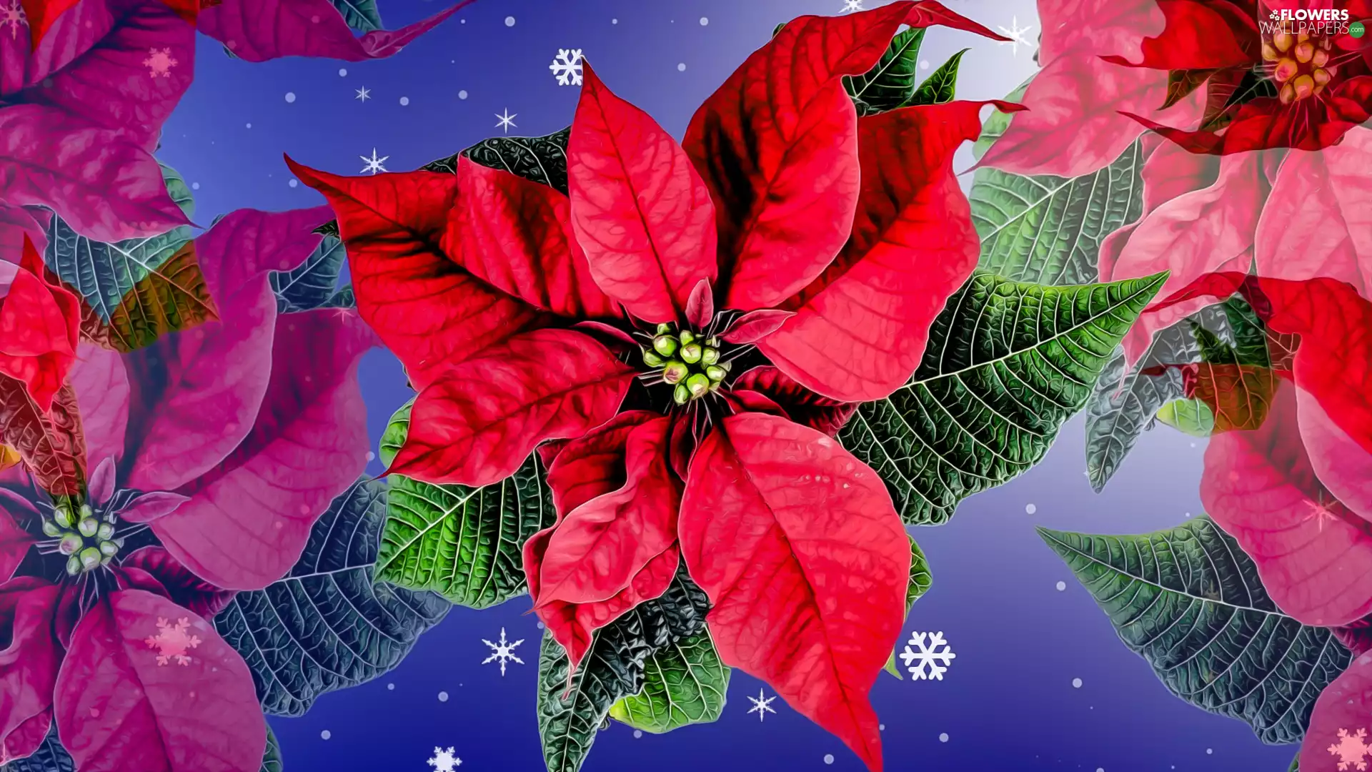 Colourfull Flowers, star of Bethlehem, graphics, poinsettia