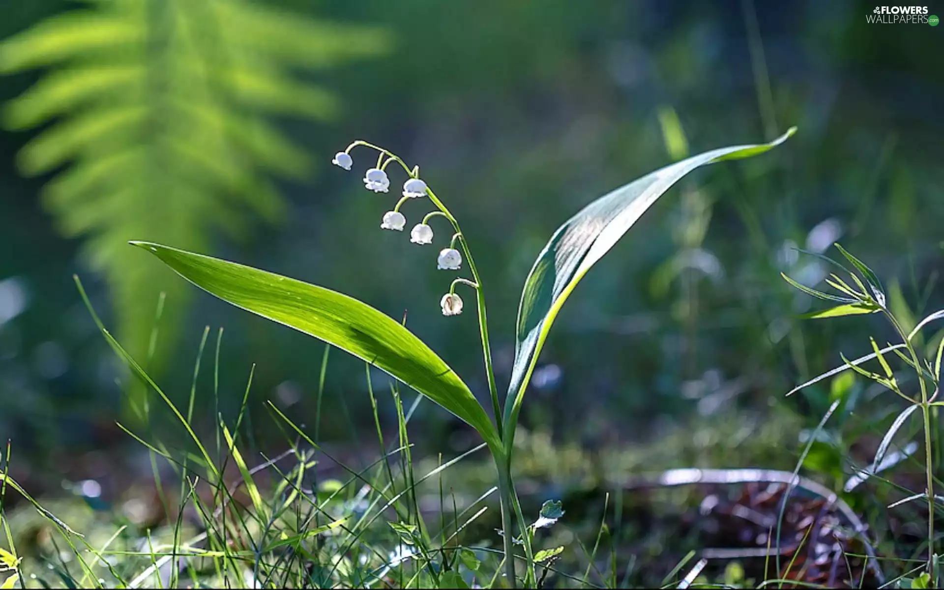 lily of the Valley, grass