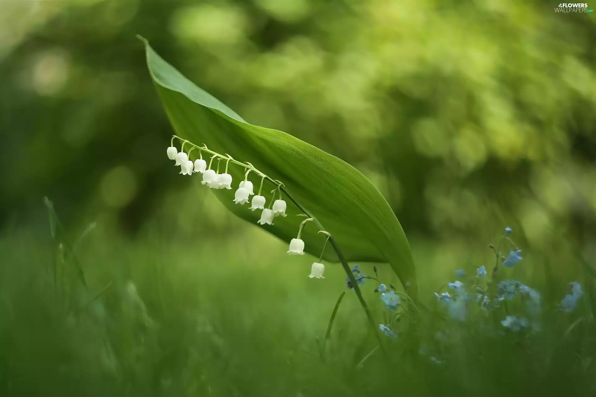 Forget, Flowers, lily of the Valley
