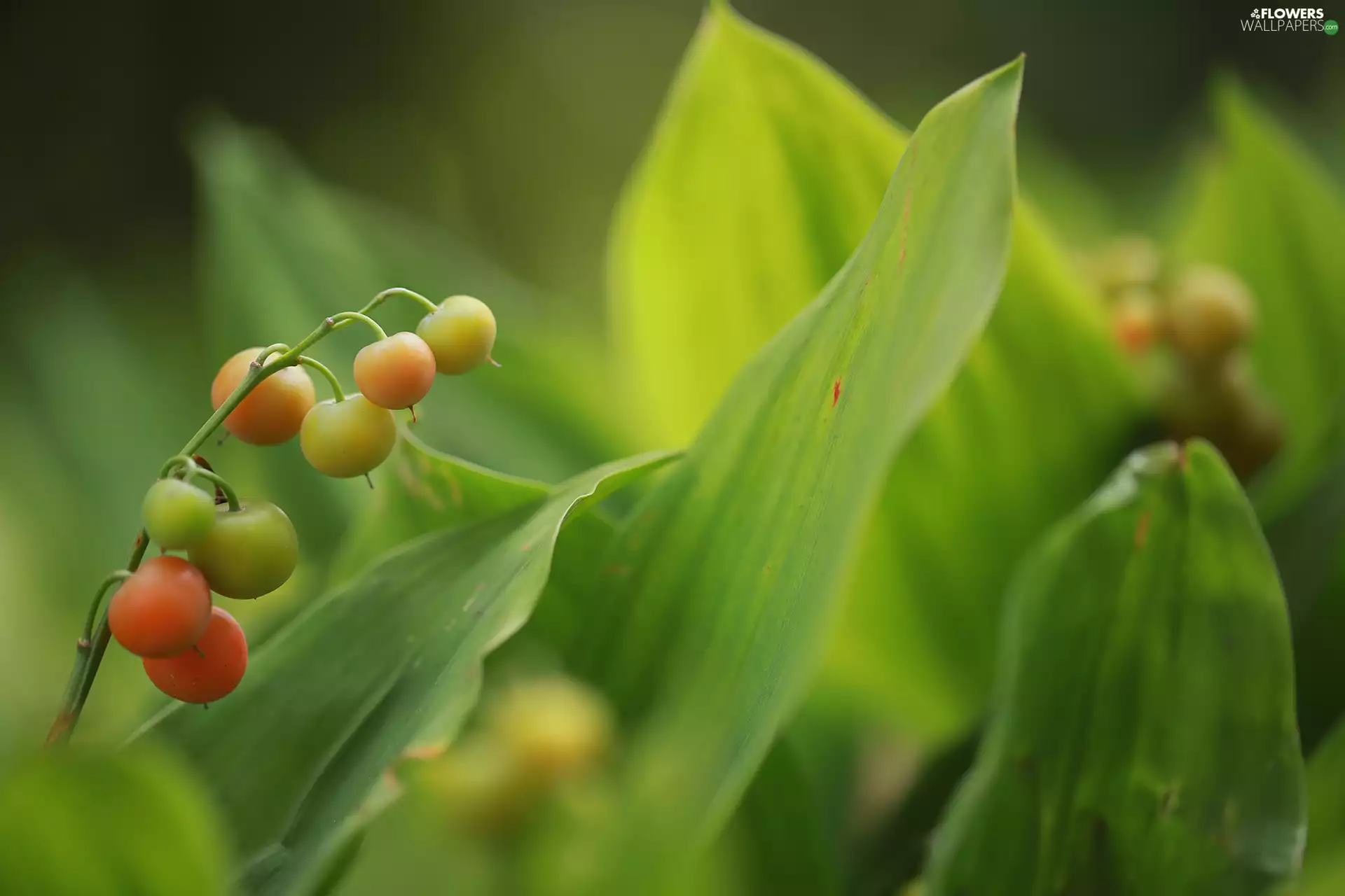 Leaf, blueberries, lily of the Valley
