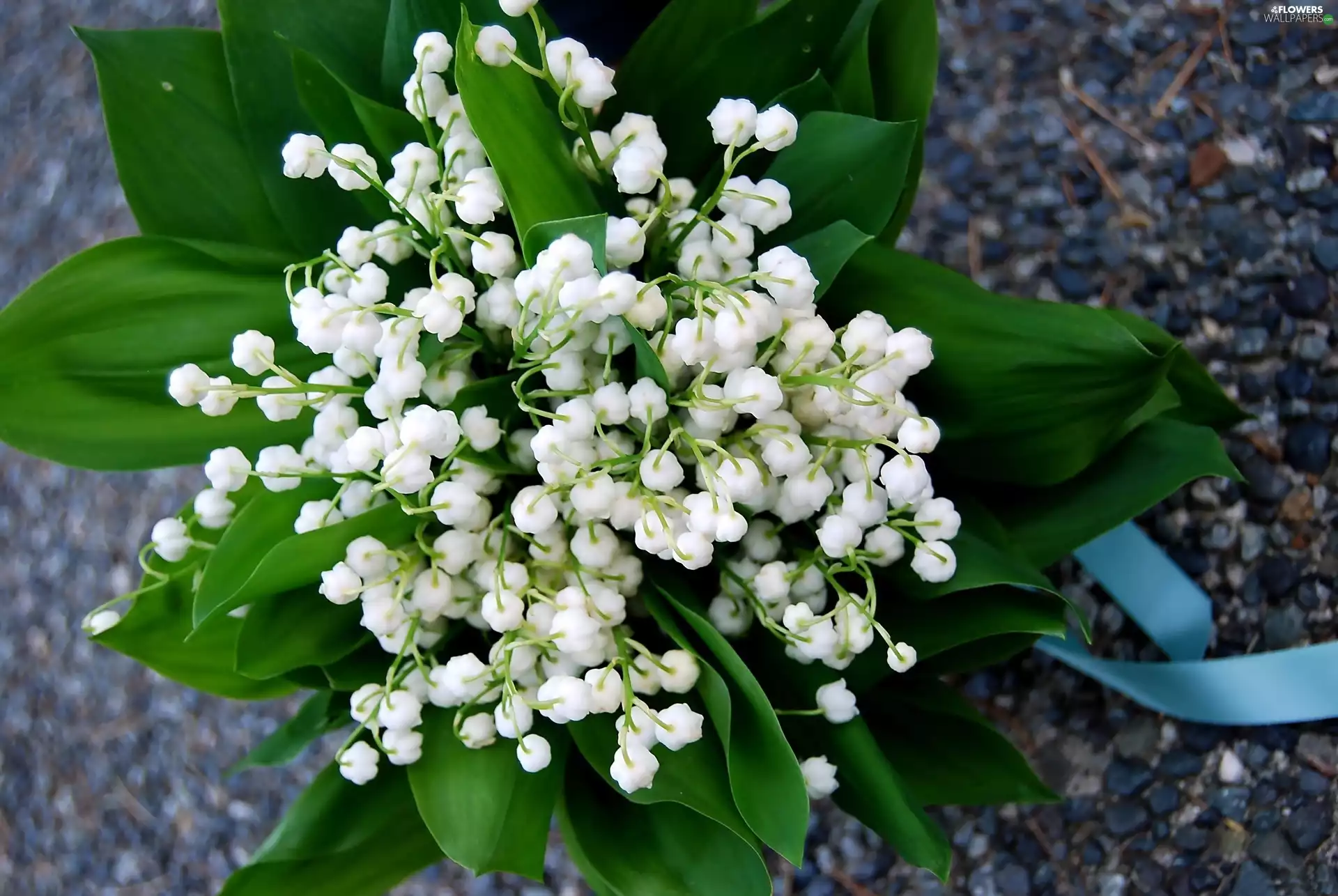small bunch, Lily of the Valley