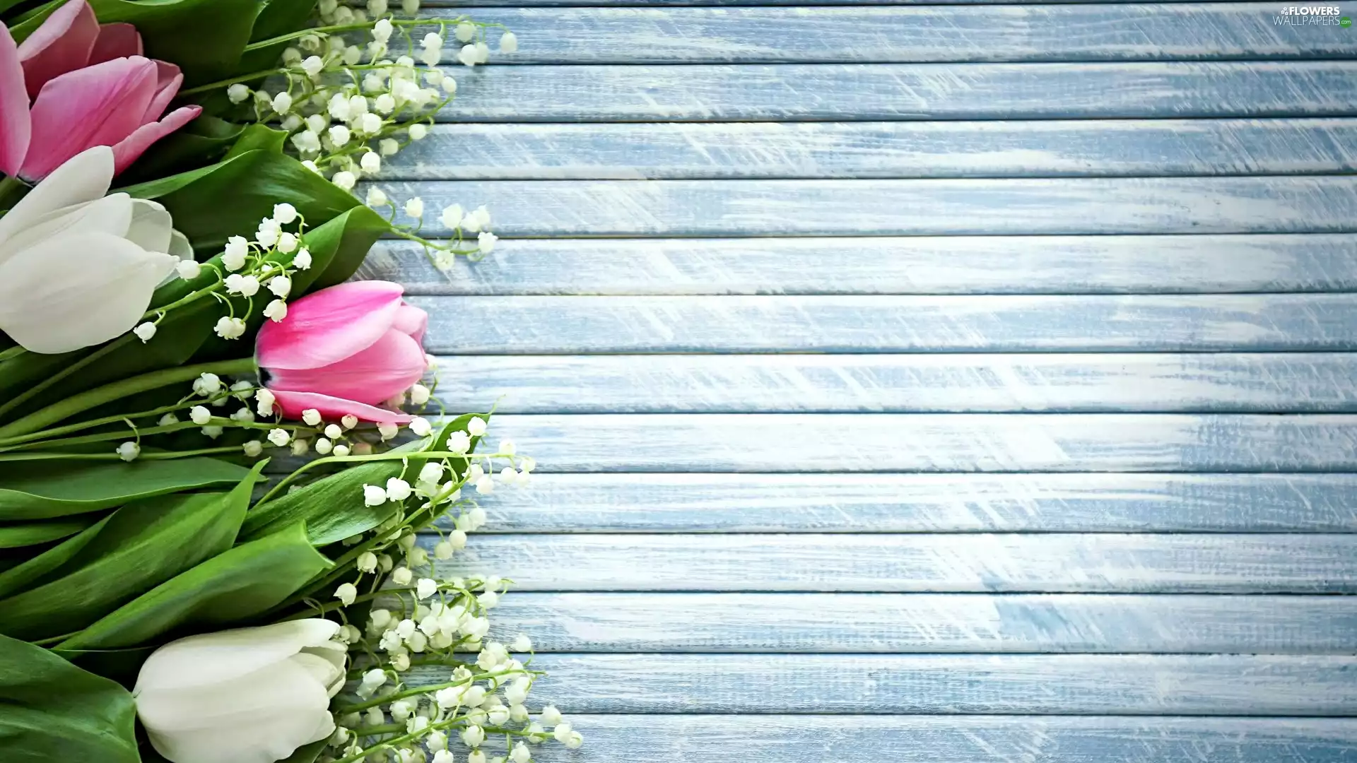 Tulips, Flowers, lily of the Valley