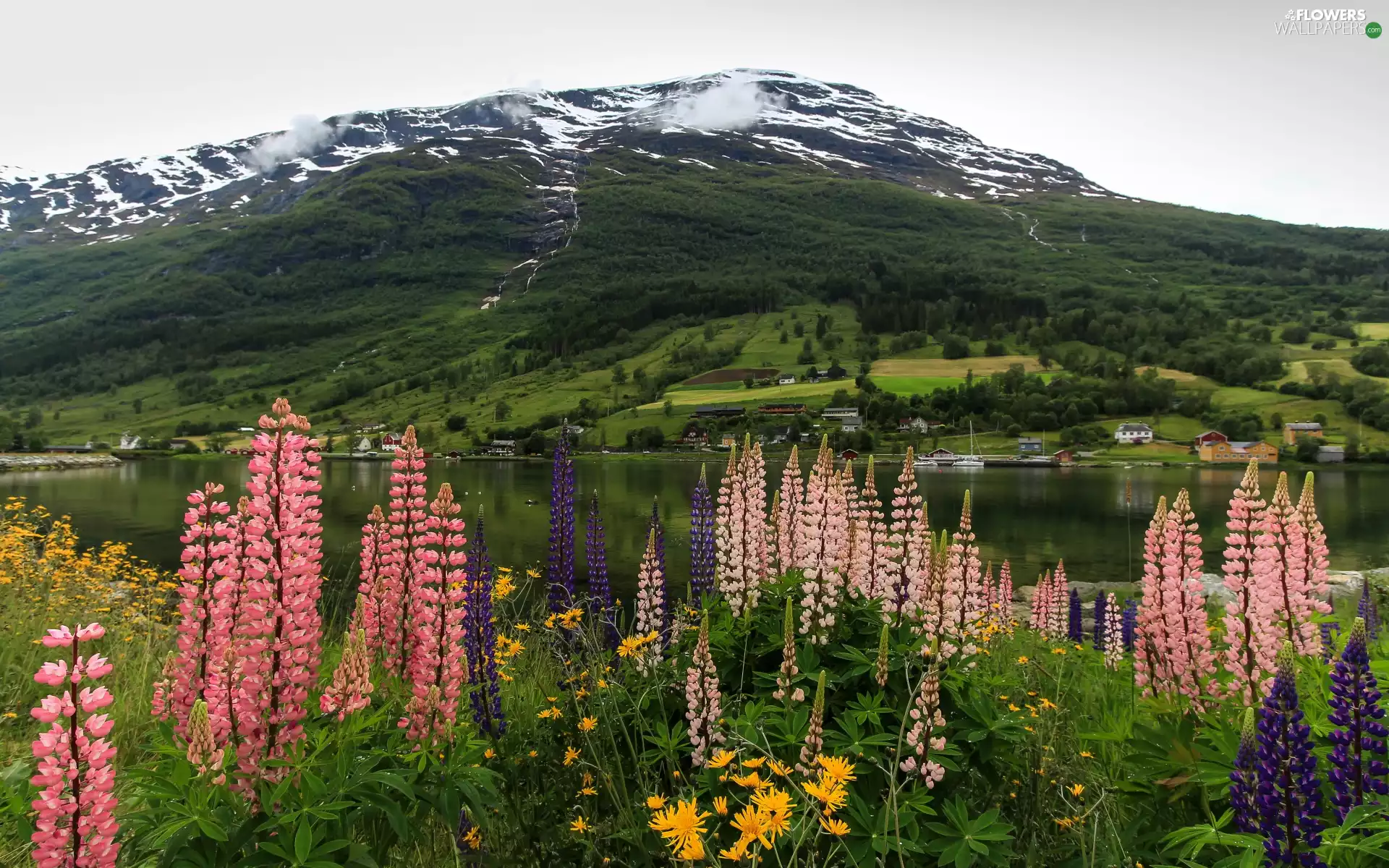 Norway, lupine, Mountains, Olden Country Town