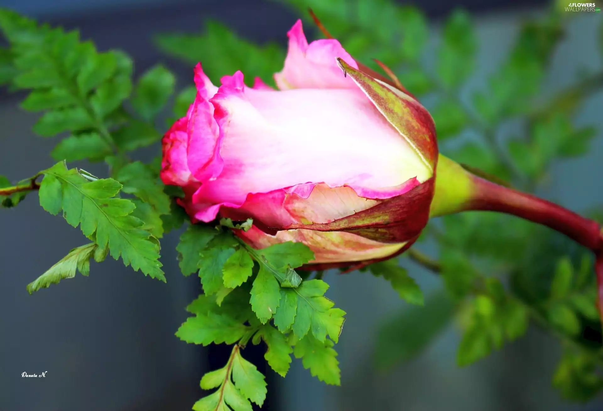 Pink, leaves, rose, one, Colourfull Flowers