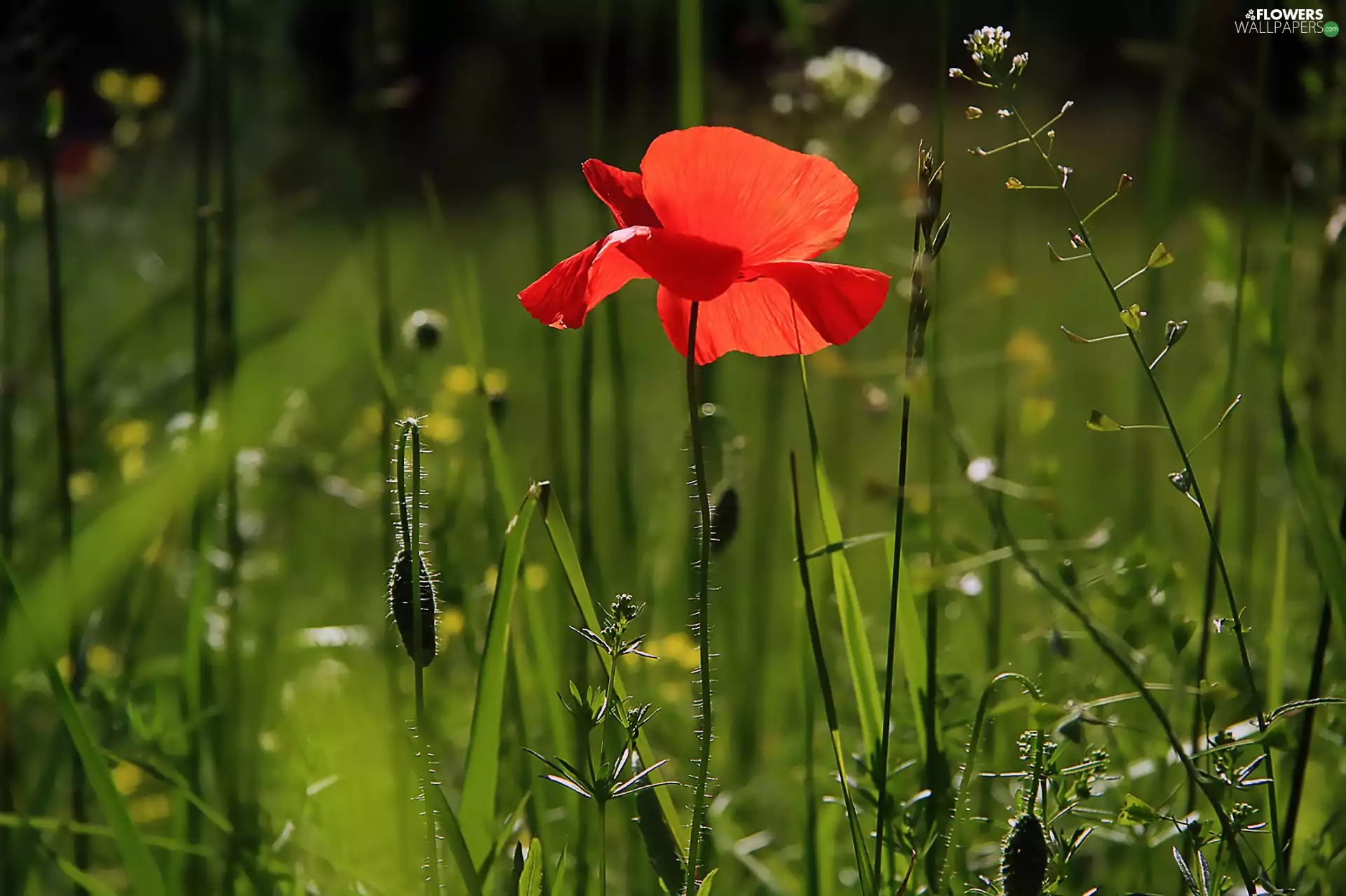 red weed, grass, one, Red, Colourfull Flowers