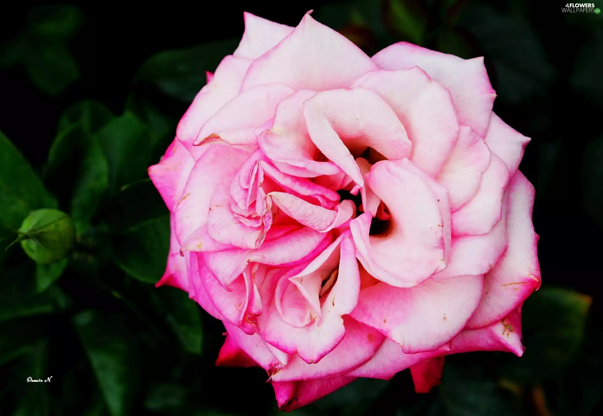 rose, Pink, Leaf, one