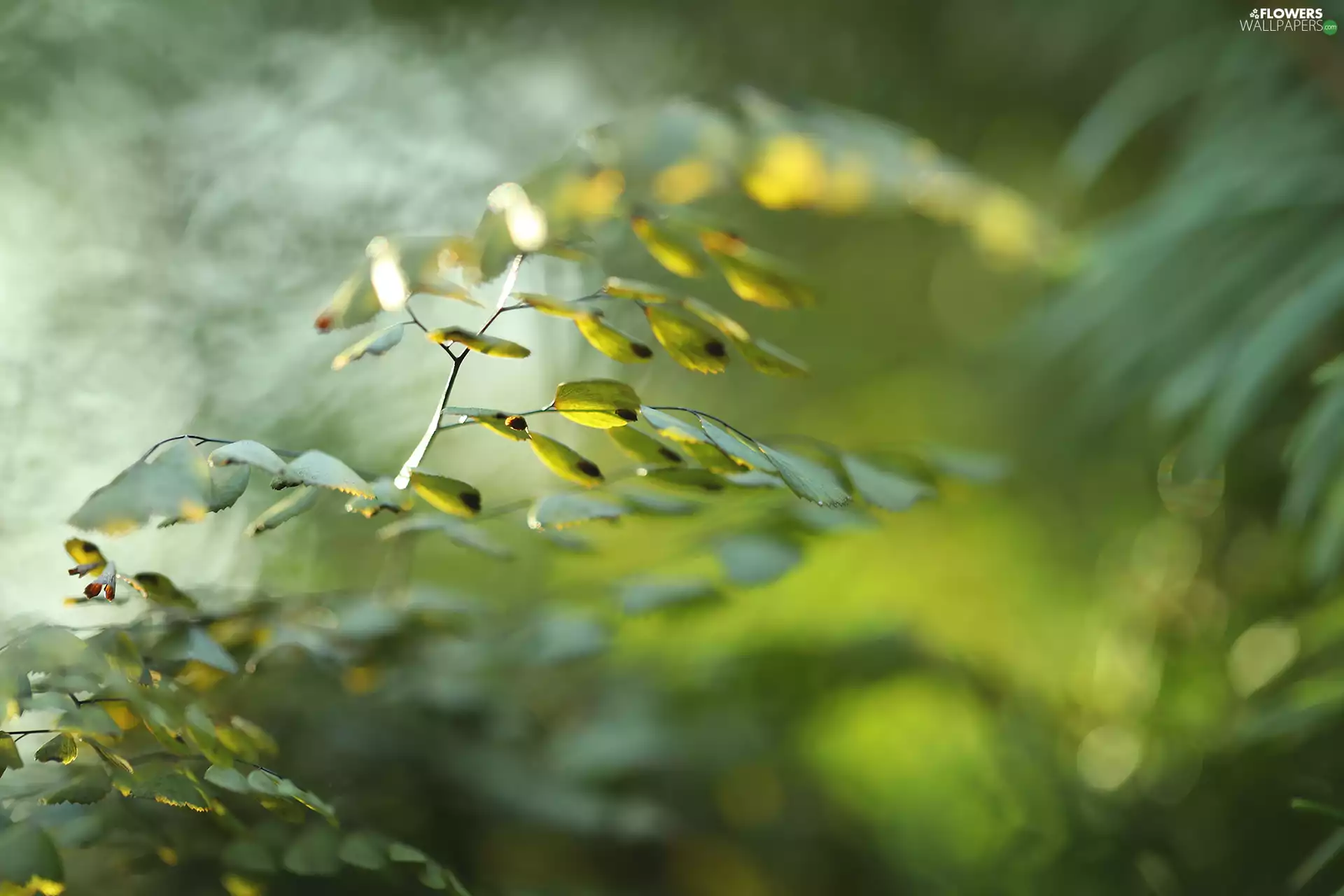 green ones, Fern, Close, Leaf