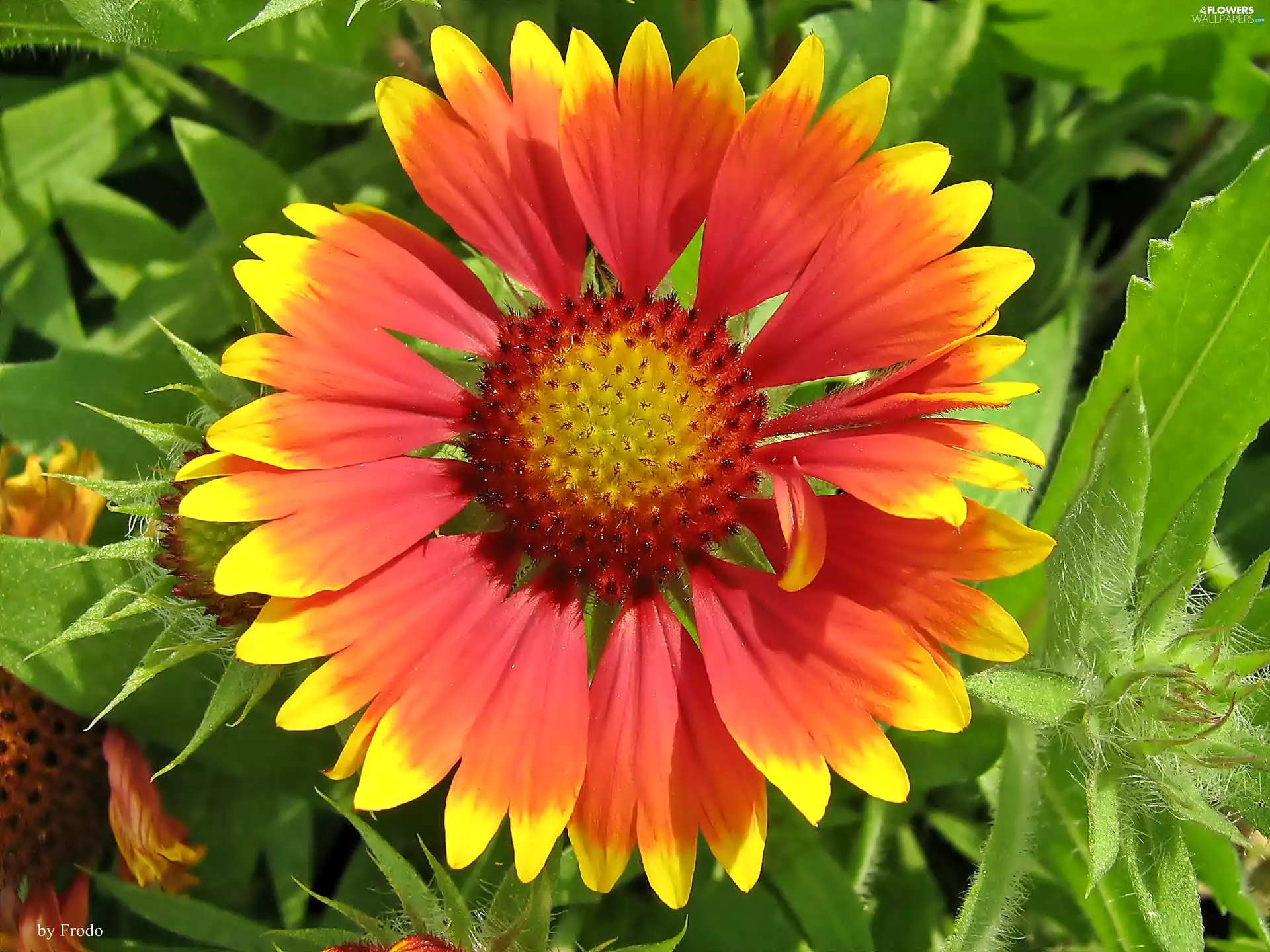 Colourfull Flowers, green ones, Leaf, Gaillardia