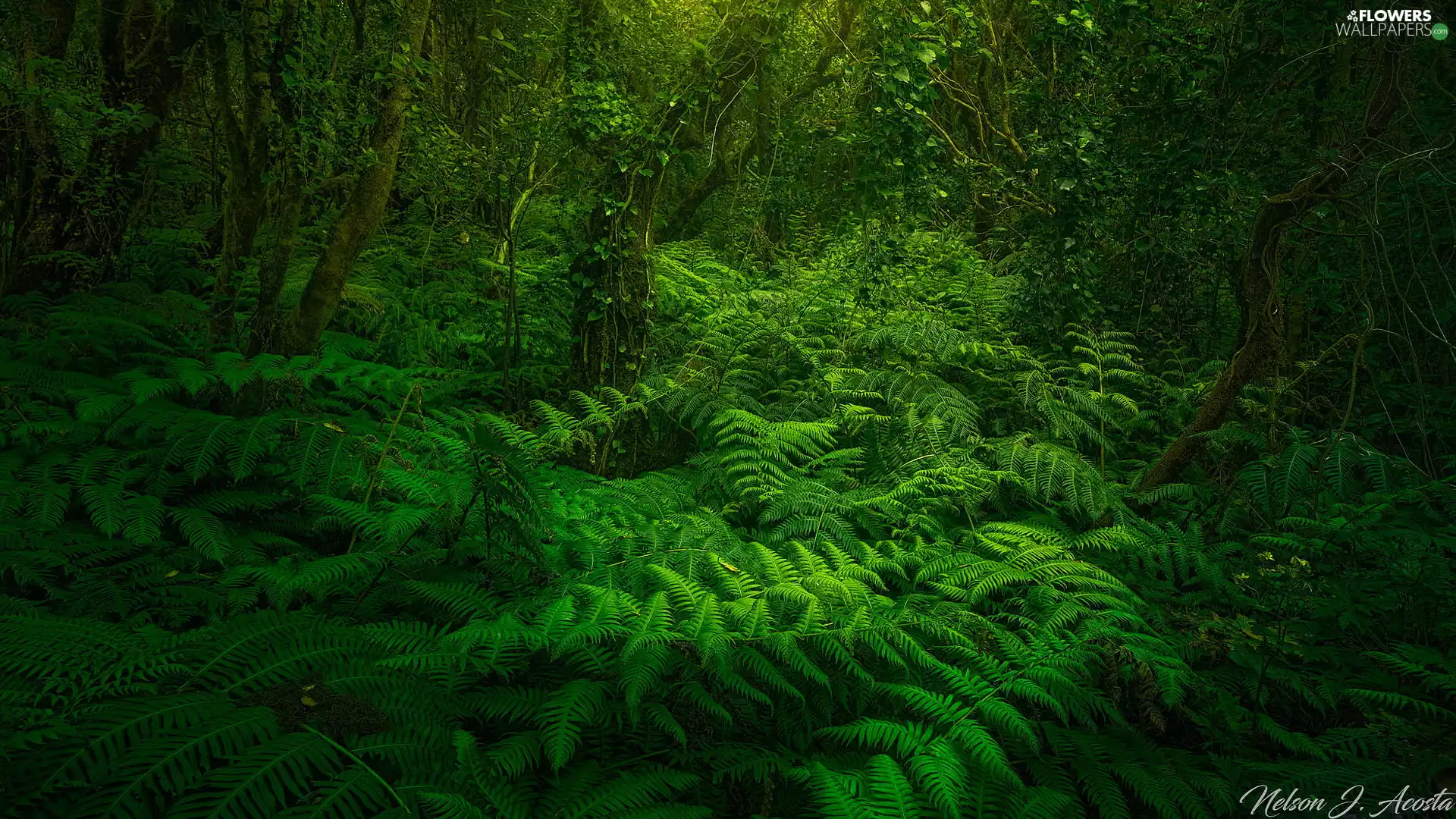 trees, Green, green ones, fern, viewes, forest