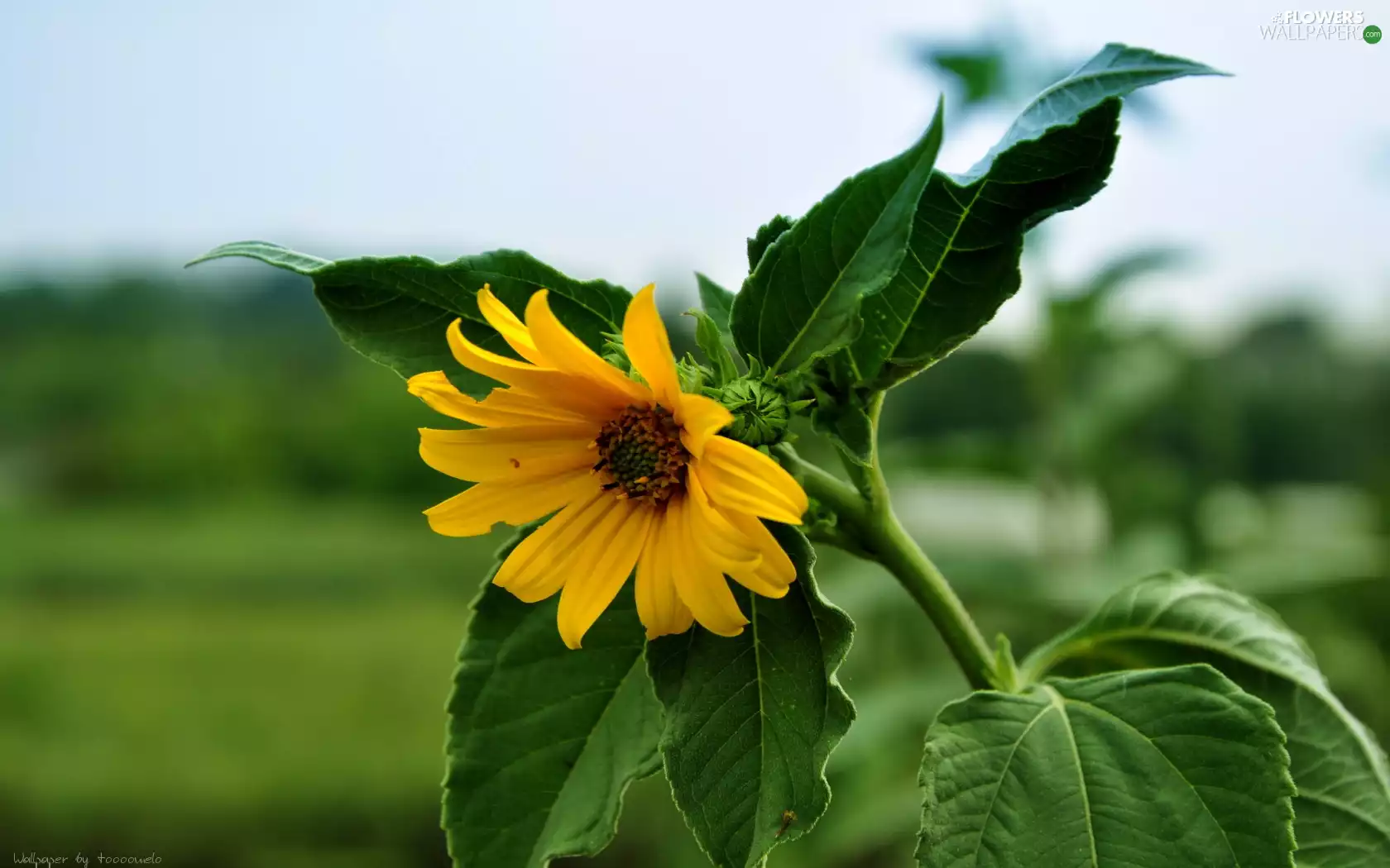 green ones, Leaf, Yellow, Sunflower, Colourfull Flowers