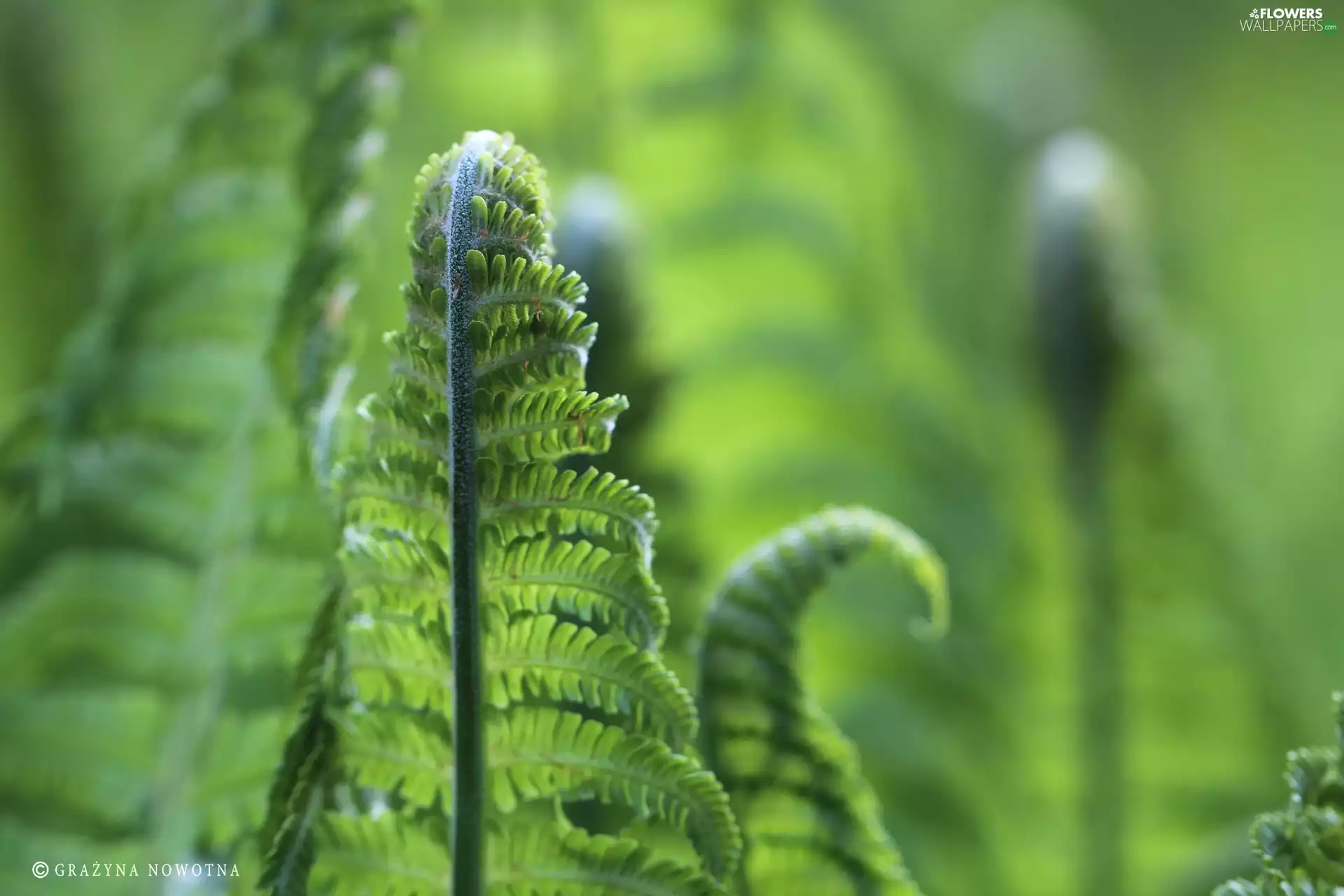 Leaf, fern, green ones