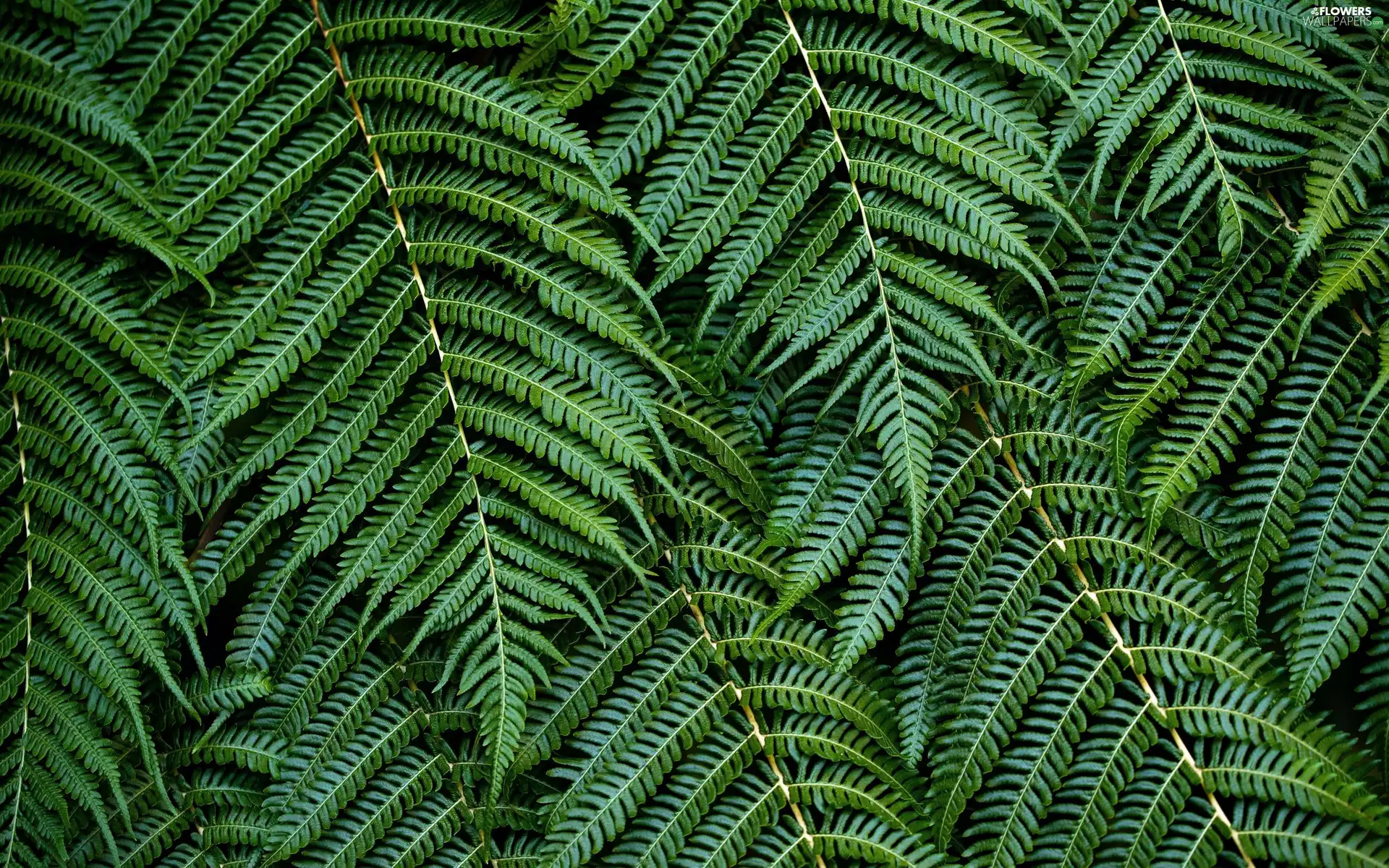 Leaf, Fern, green ones