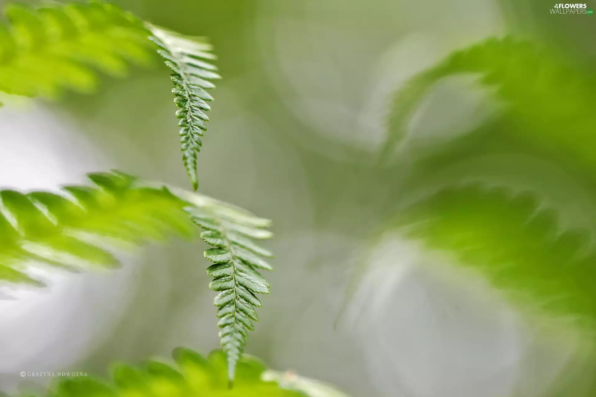 Leaf, fern, green ones