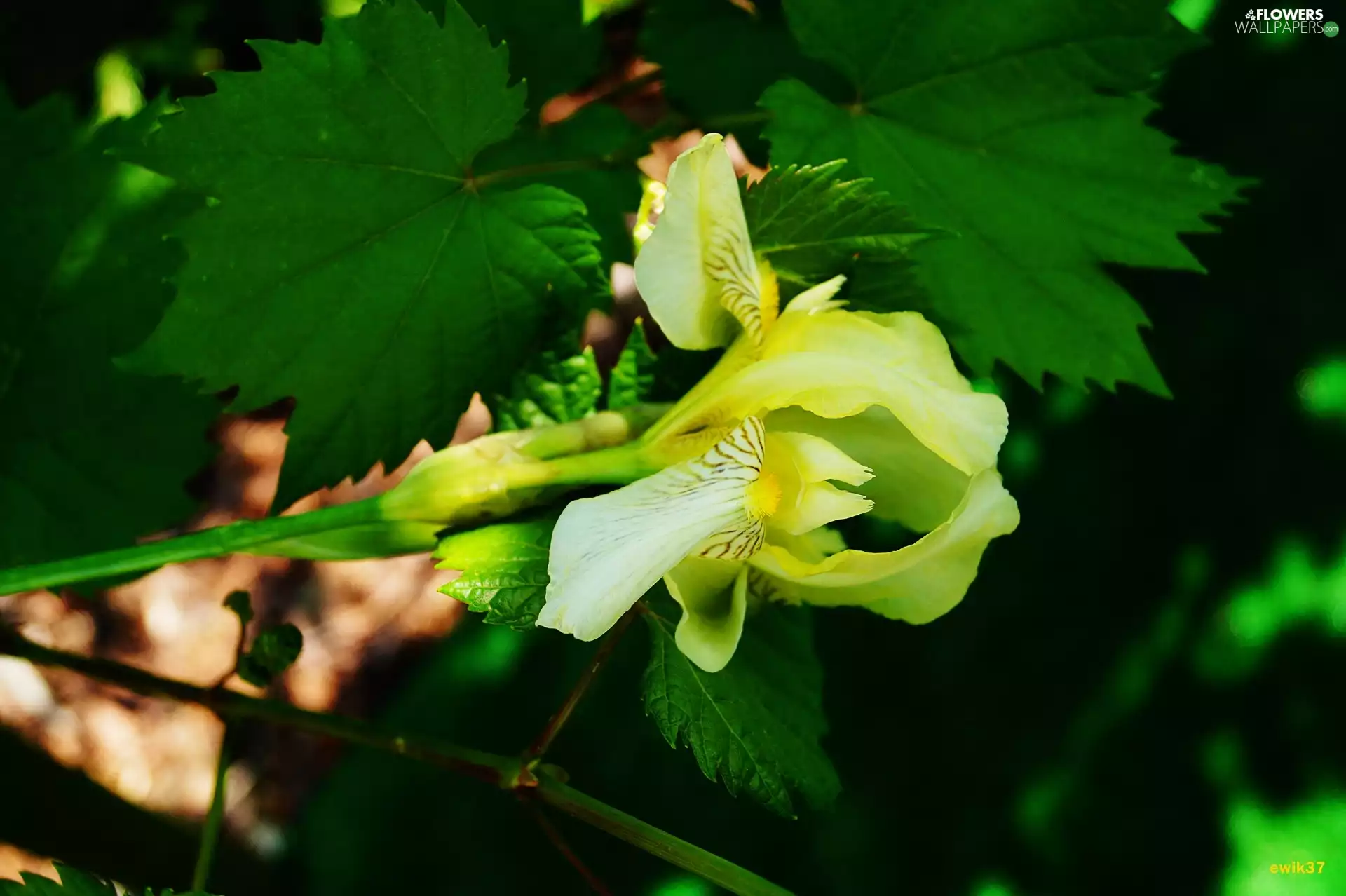 Leaf, iris, green ones
