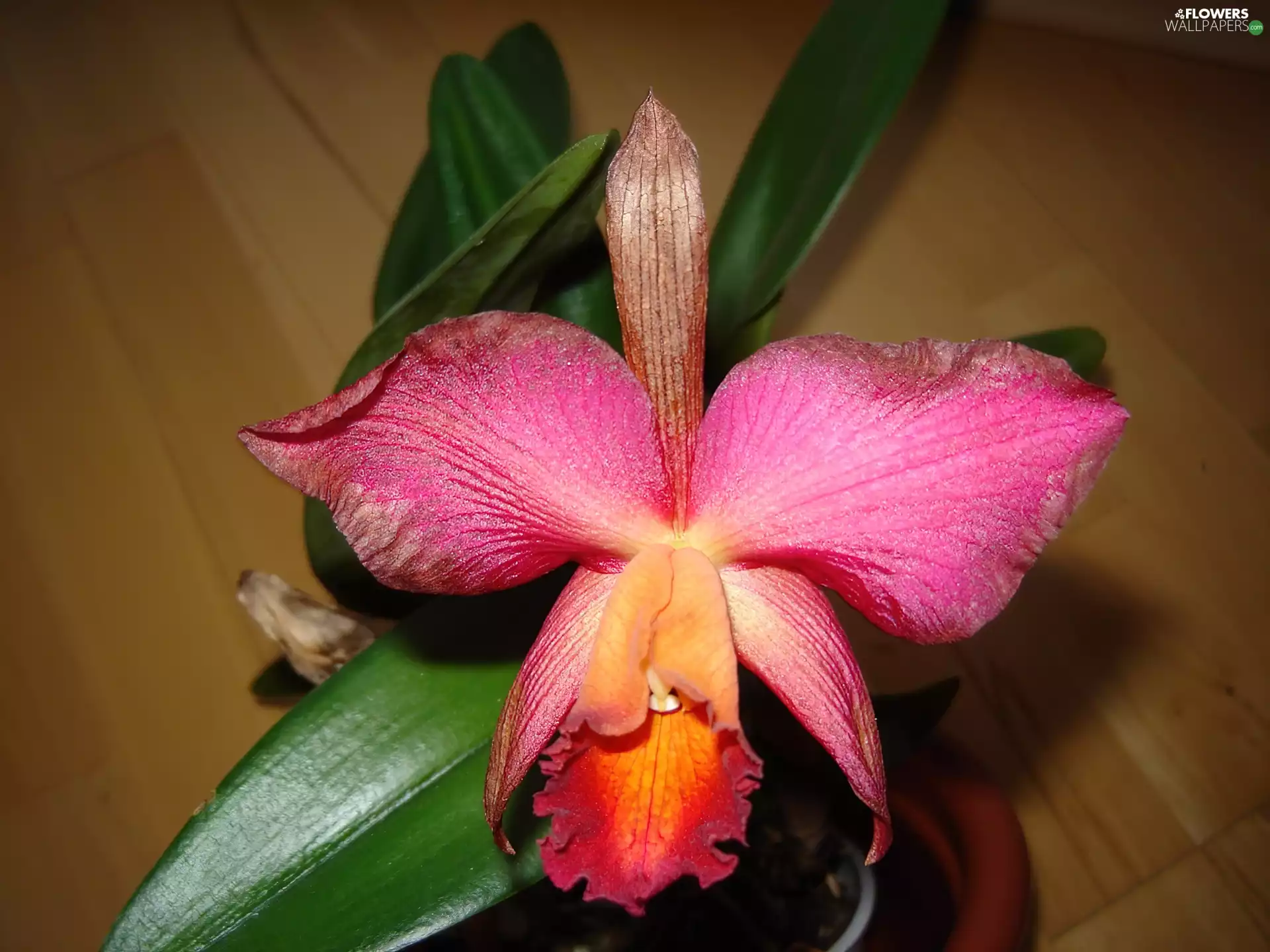 Leaf, orchid, green ones