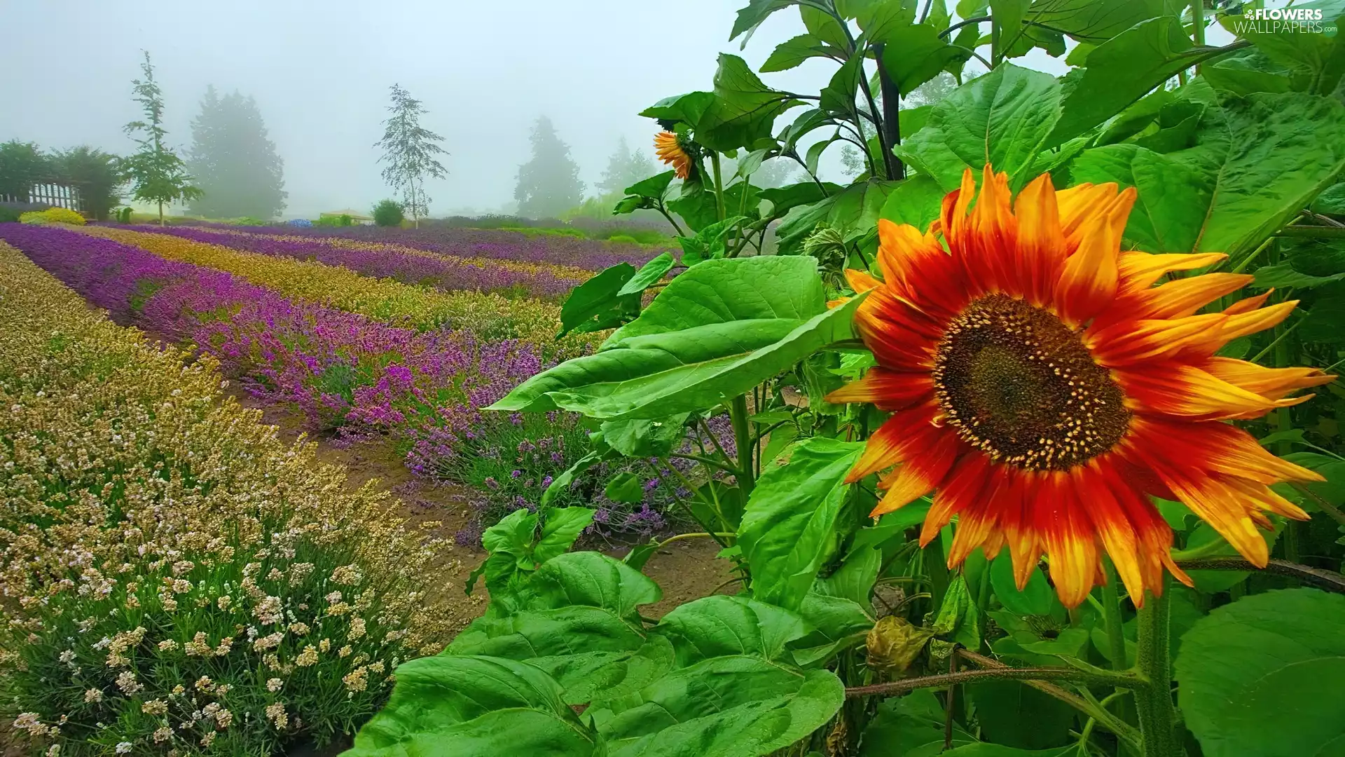 Leaf, Sunflower, green ones