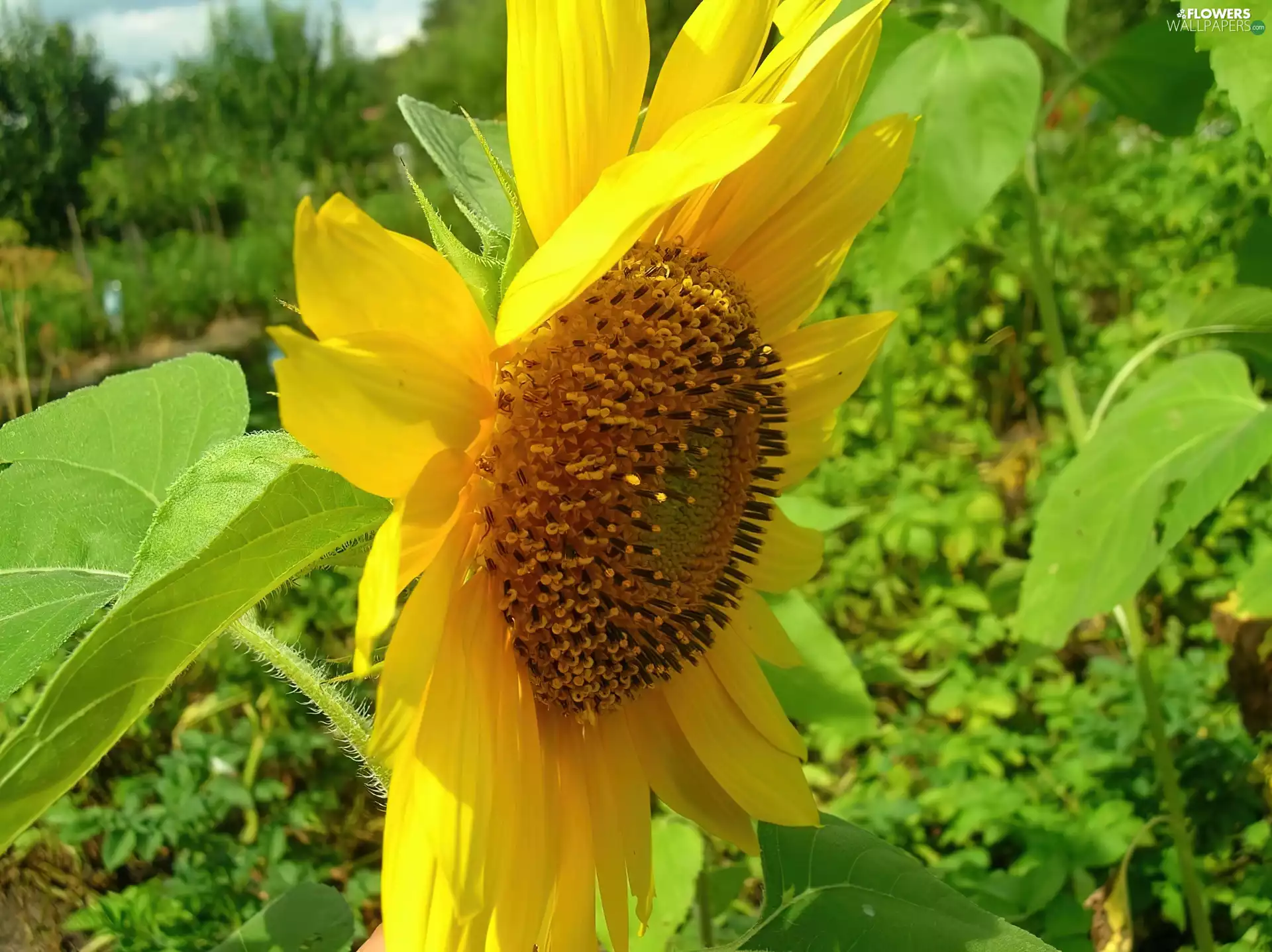 leaves, Sunflower, green ones