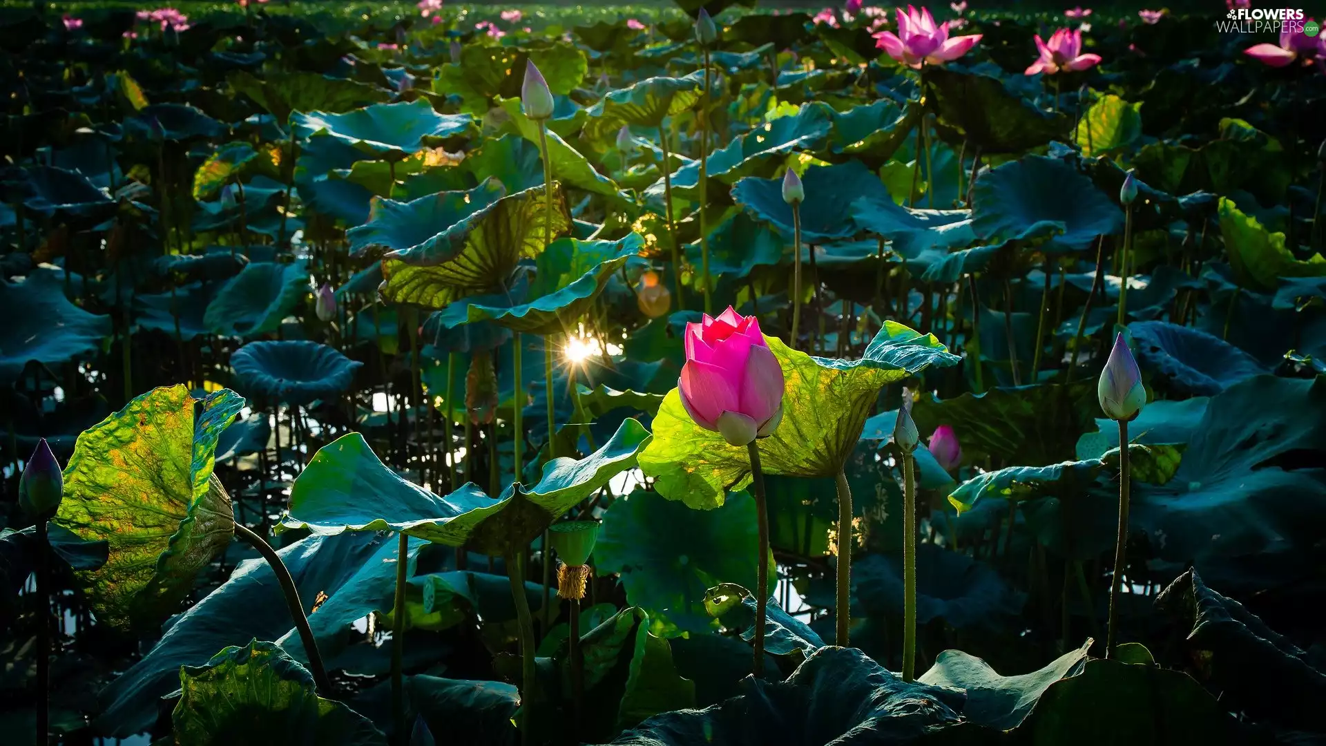 Colourfull Flowers, green ones, Leaf, lotus