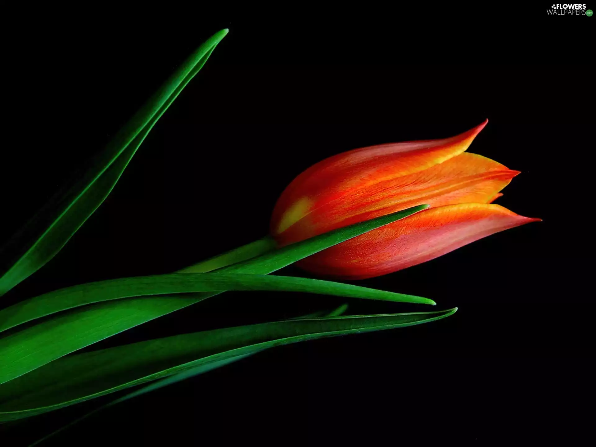 green ones, Red, tulip, leaves