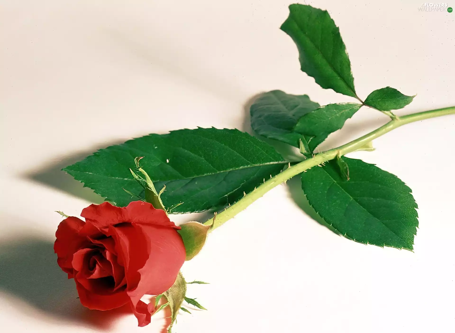 red hot, green ones, Leaf, rose