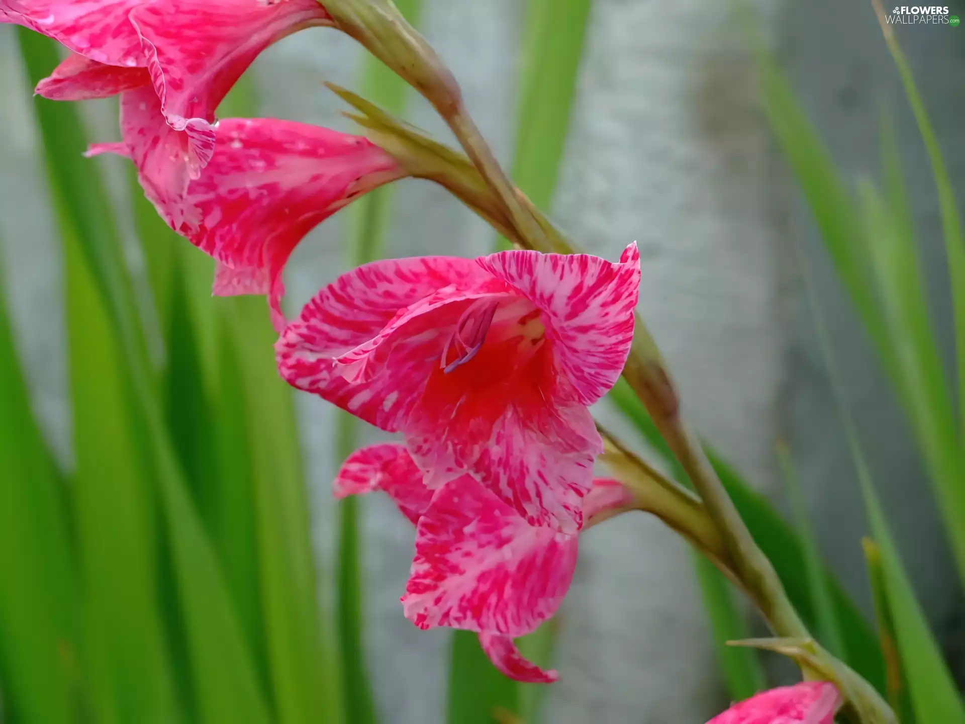 stems, gladiolus, green ones
