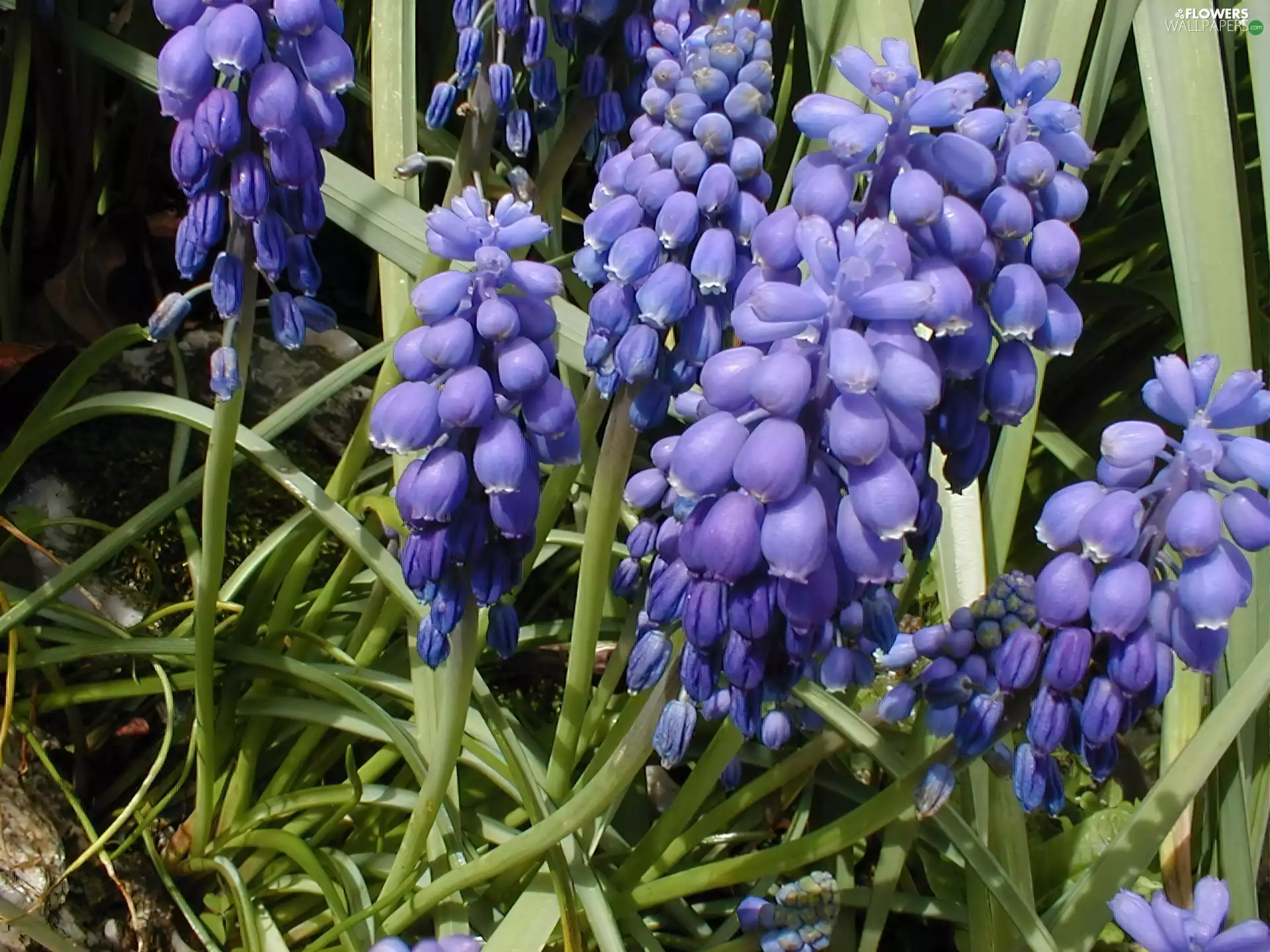 stems, Muscari, green ones