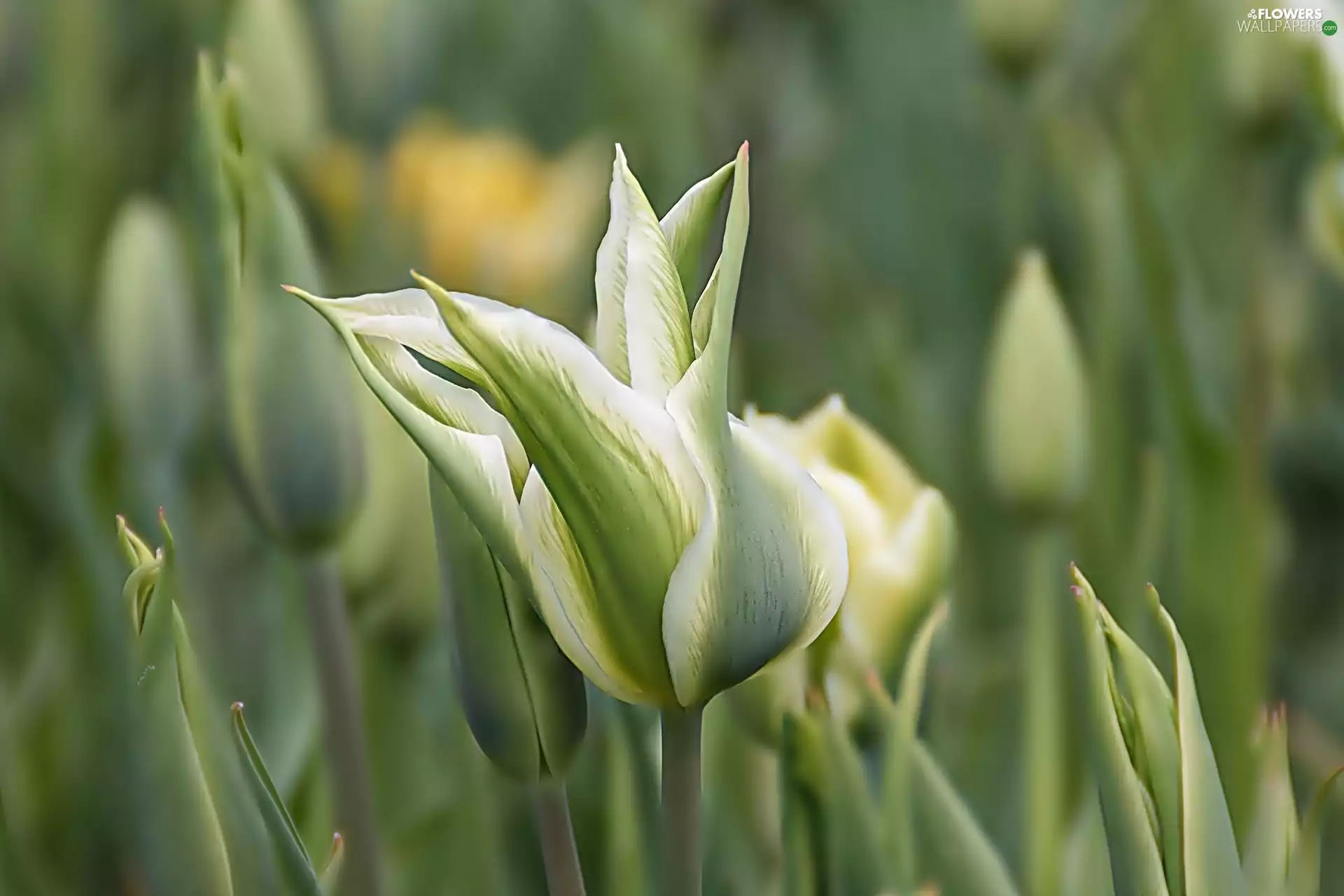 Tulips, white, green ones