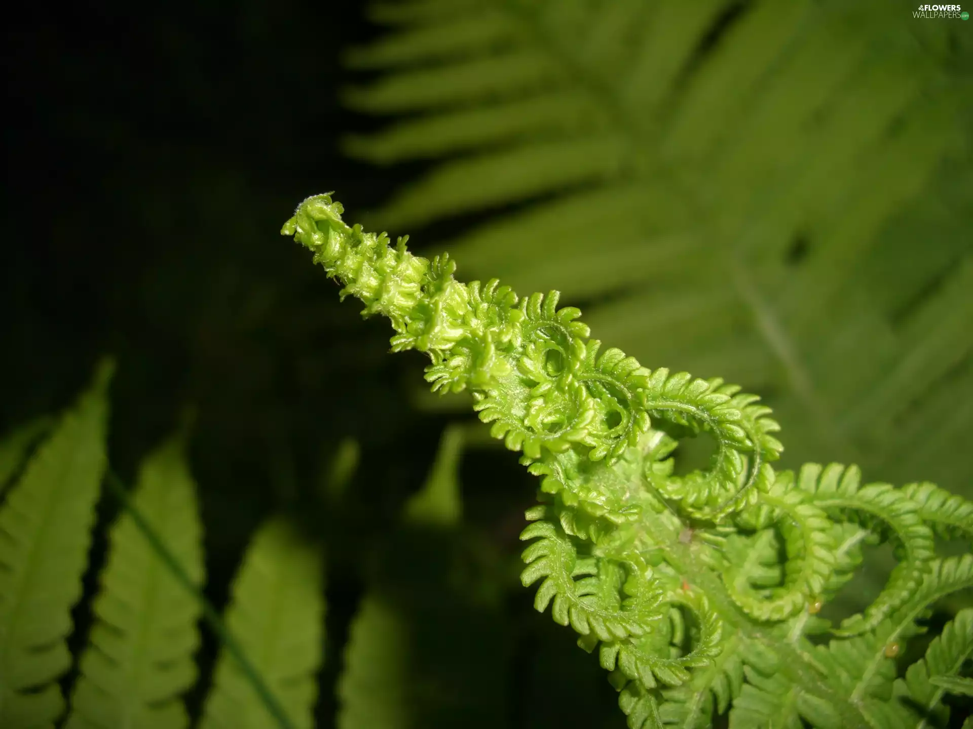Twigs, fern, green ones